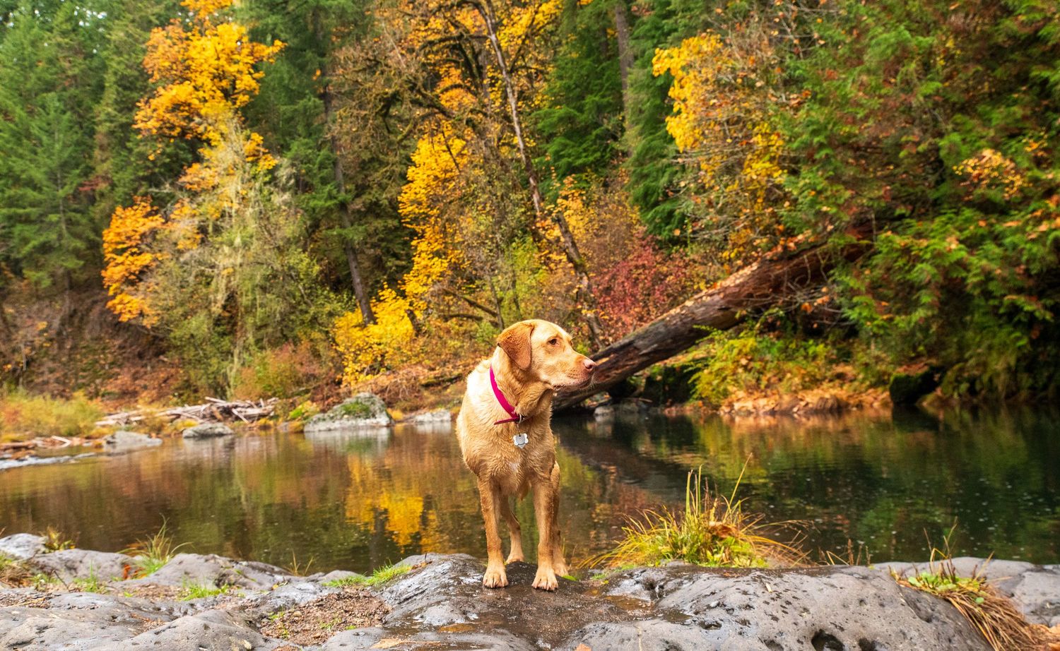 Yellow Labrador along the river bank in Springfield Oregon.