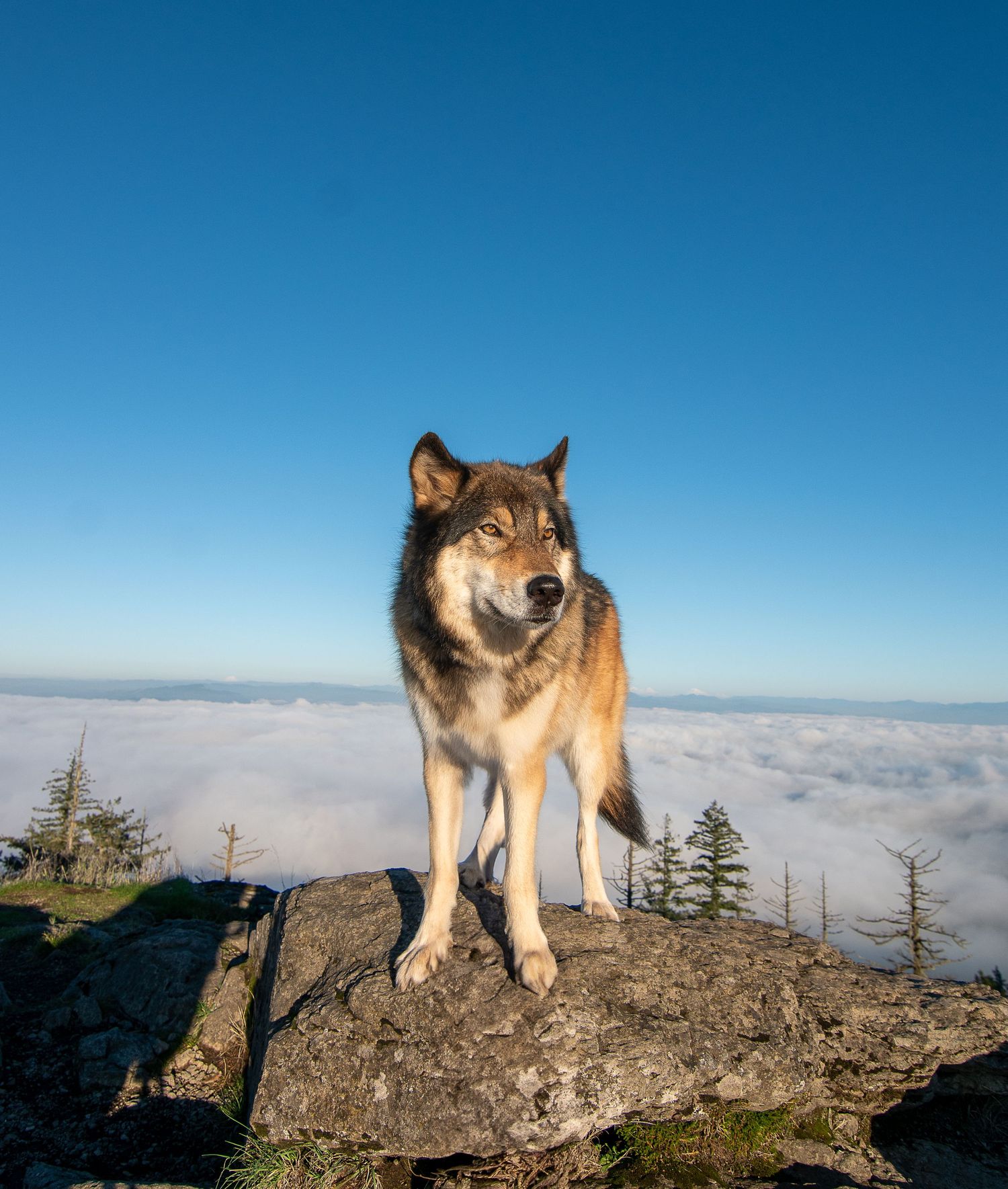 Spencer's butte Eugene Oregon hiking with Keira the friendly neighbor hood wolfdog.