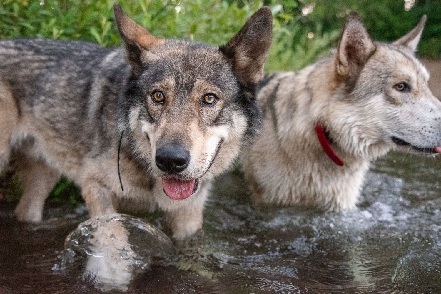 Wolfdogs playing in the Willamette river in Eugene Oregon.