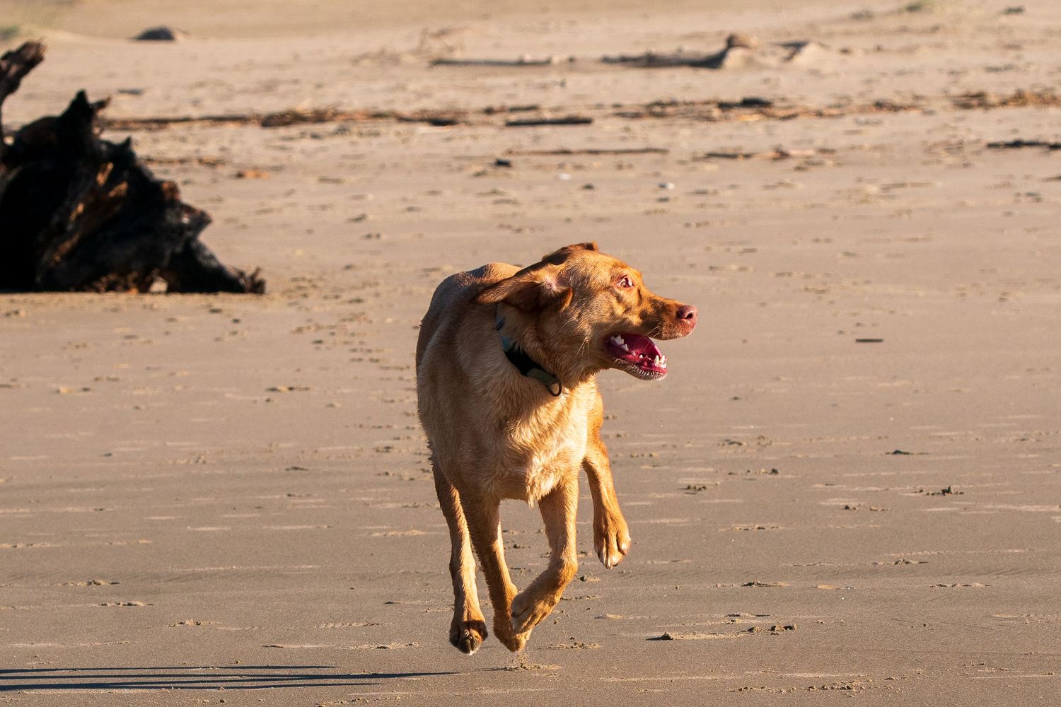 Beach dog photo in Florence Oregon.