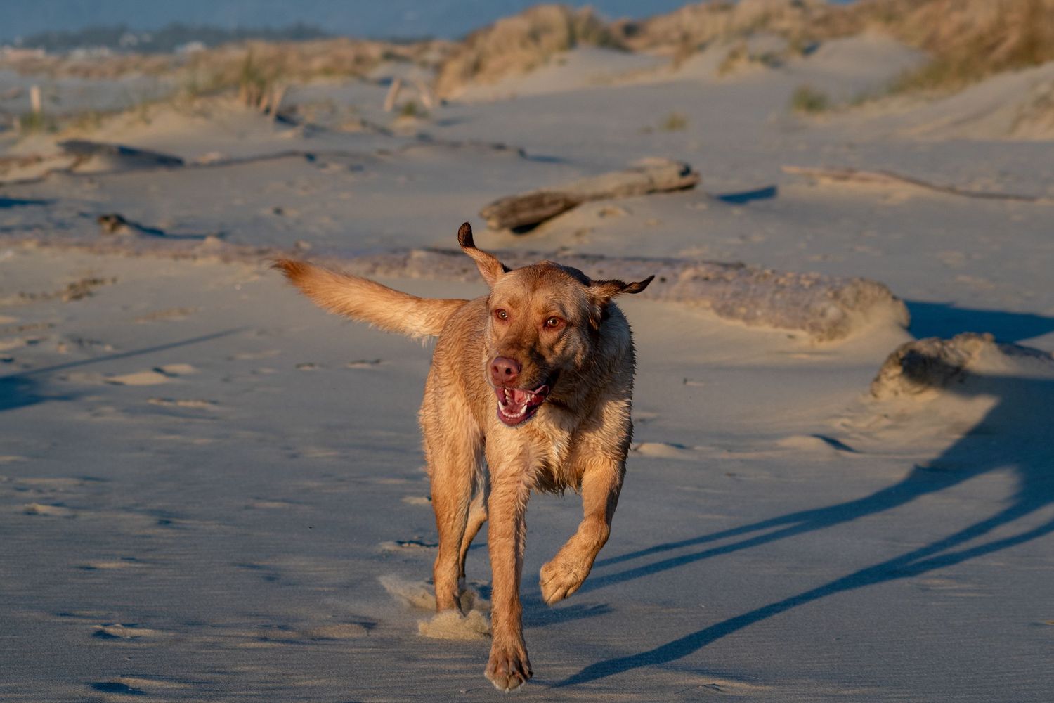 Yellow Labrador running on the beach in Florence Oregon.