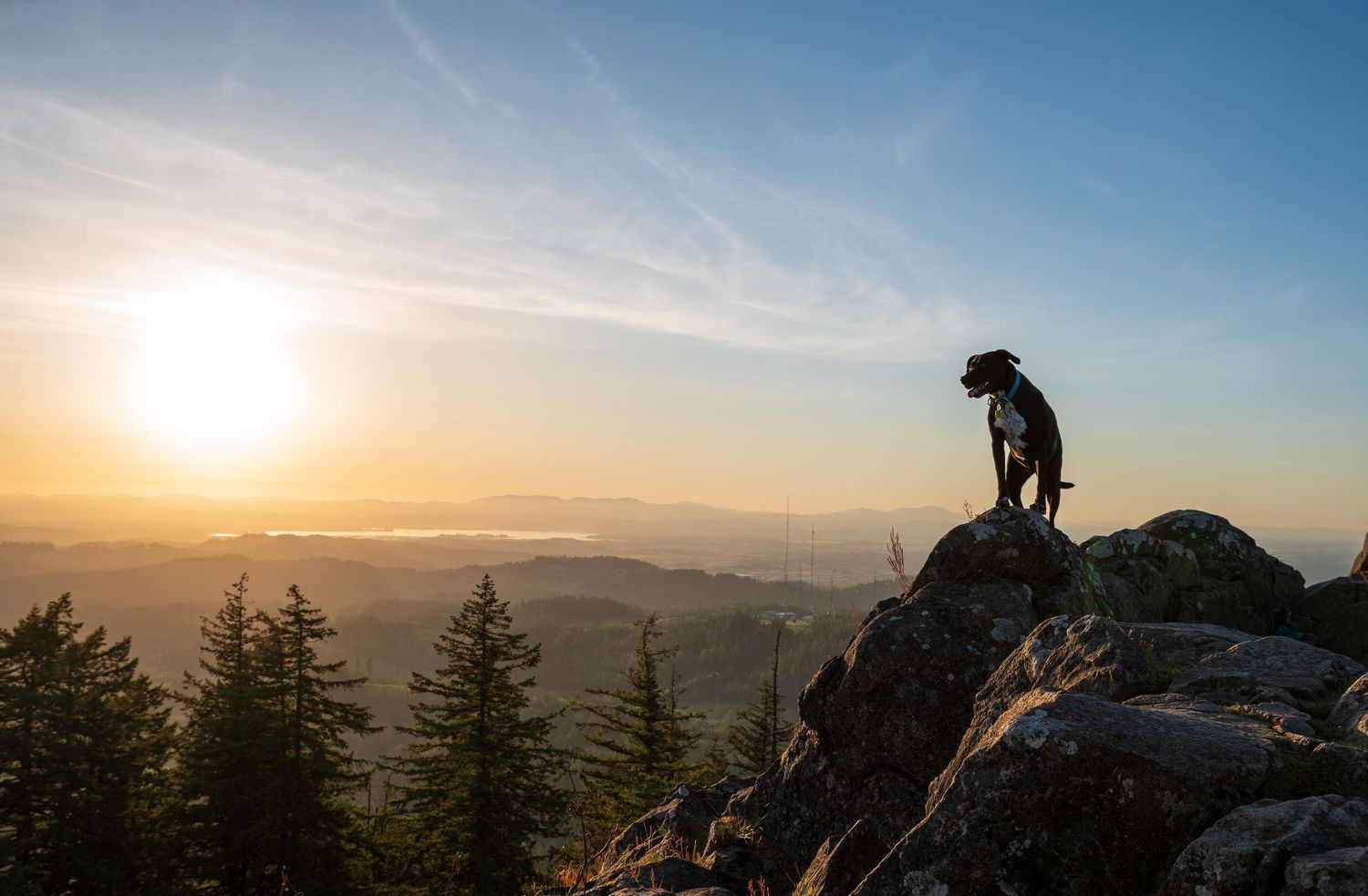 Zoey da doggy watching the sunset on top of Spencer Butte, Eugene Oregon.