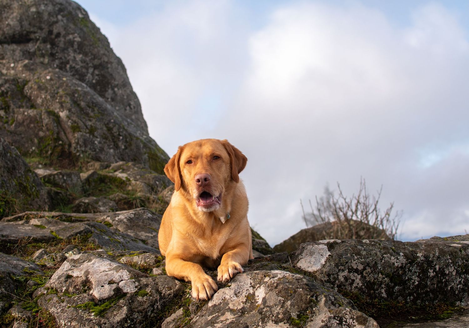 Yellow Labrador relaxing after hiking to the top of Spencer Butte in Eugene Oregon.
