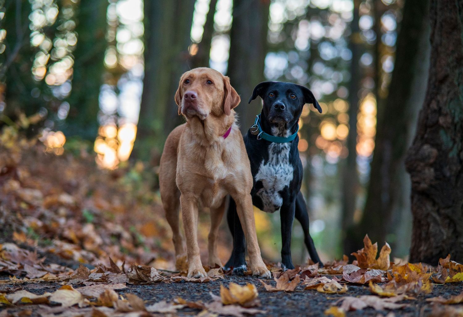 Zoey da doggy and Jasmine da lab posing on the trails in Eugene Oregon.