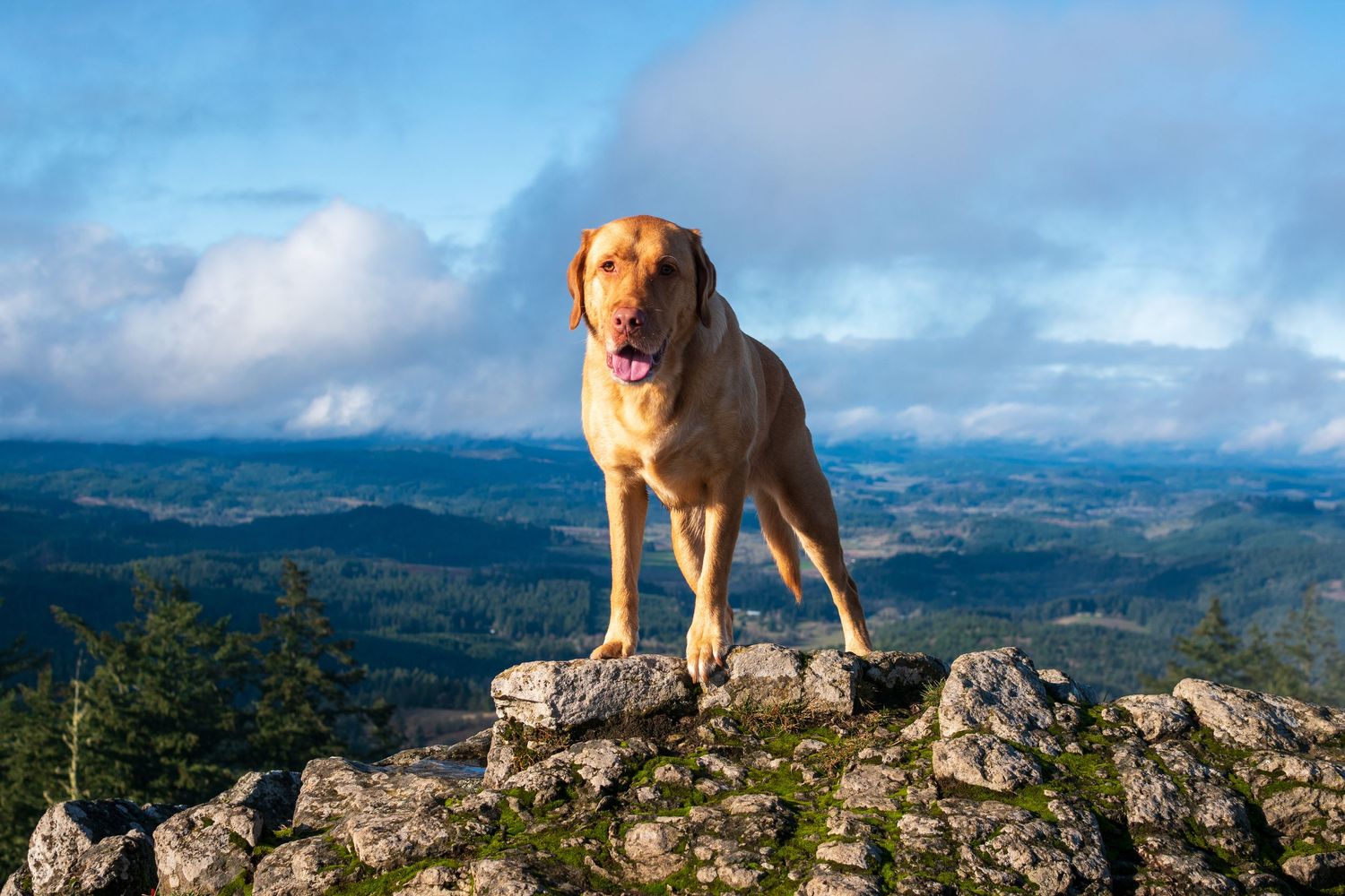 Yellow Labrador admiring the view on top of Spencer Butte in Eugene Oregon captured by Mike Norton Photography.