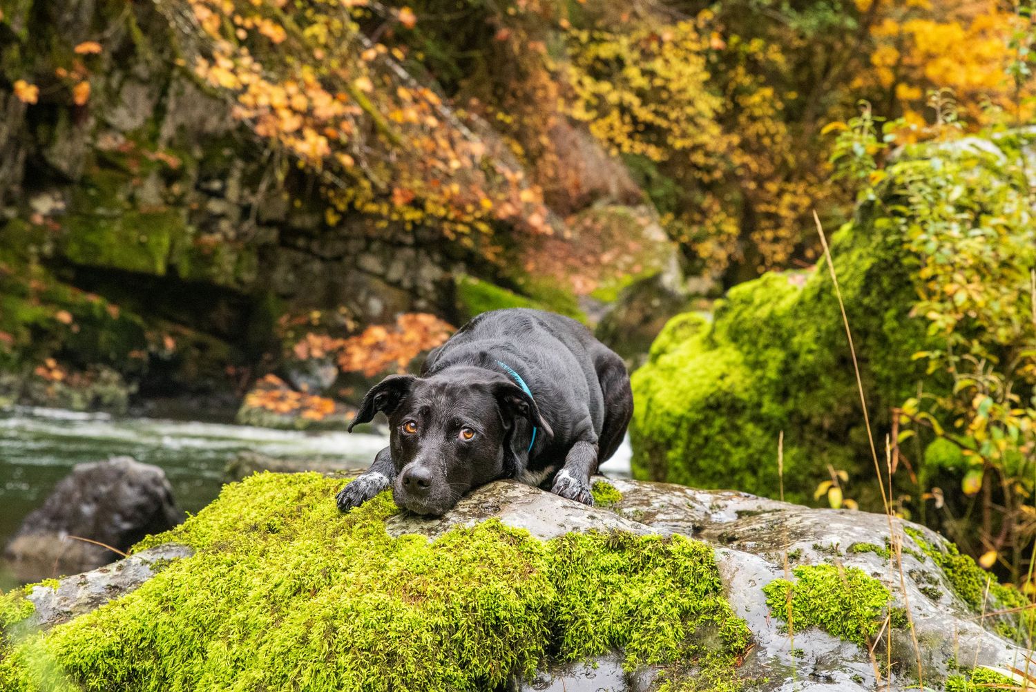A black dog relaxing next to Fall creek in Oregon.