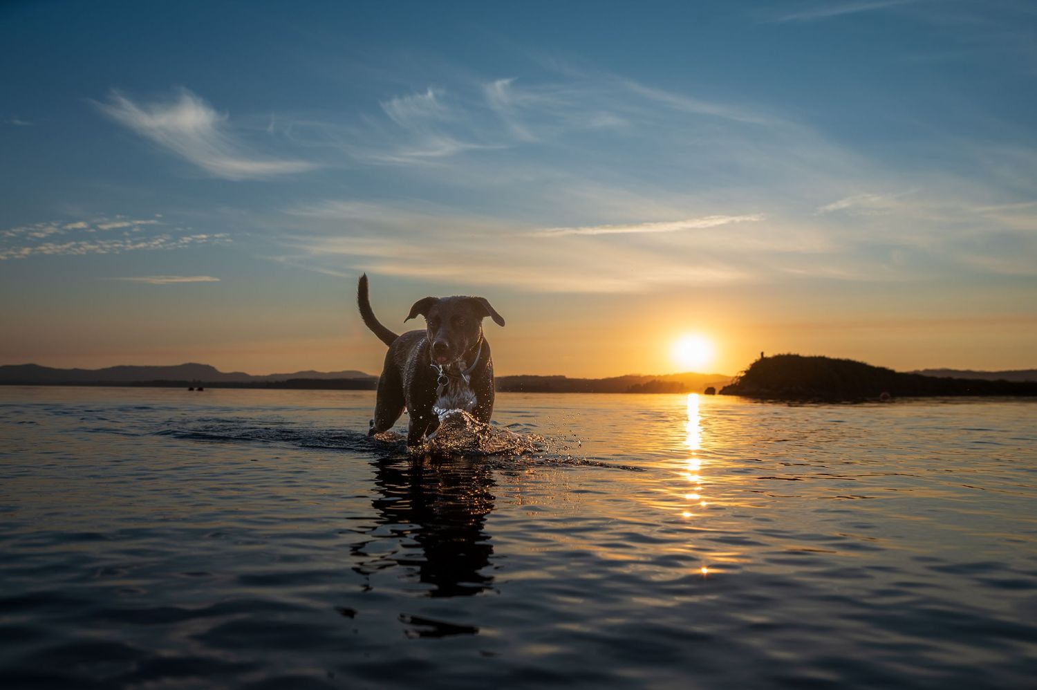 summer sunset photography Eugene pet photographer Eugene dog photographer dogs in water Oregon dog photographer water dogs