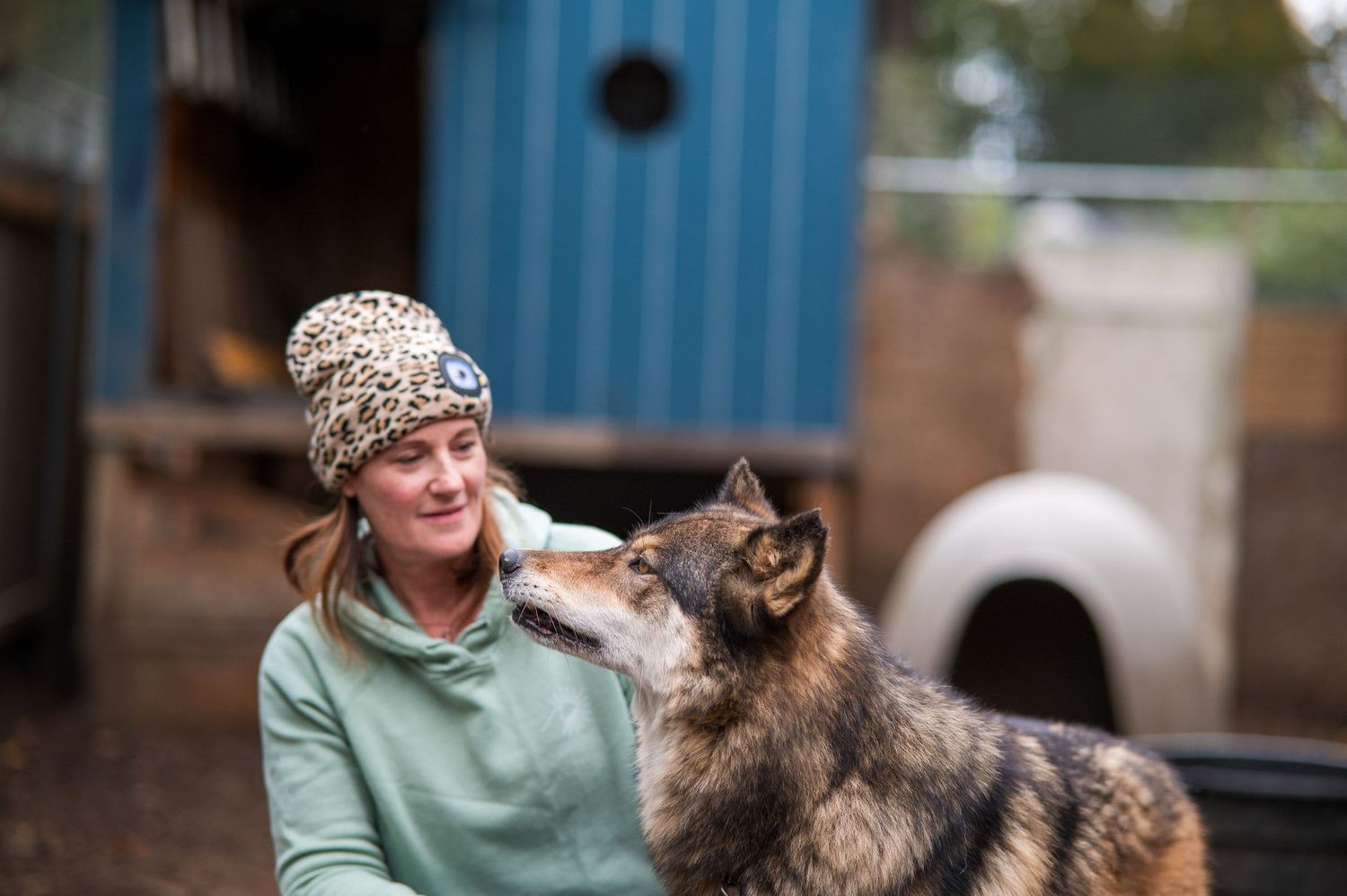 Lifestyle photo of a rescue wolfdog and volunteer in Eugene Oregon.
