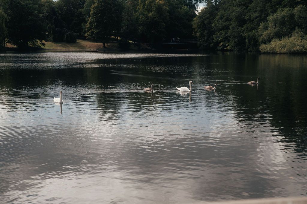 A peaceful lake scene with calm waters reflecting trees and a distant white swan.