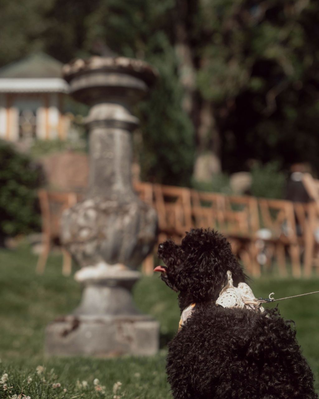 Person with curly dark hair sitting in a garden with a stone pillar monument and wooden fence in the background.