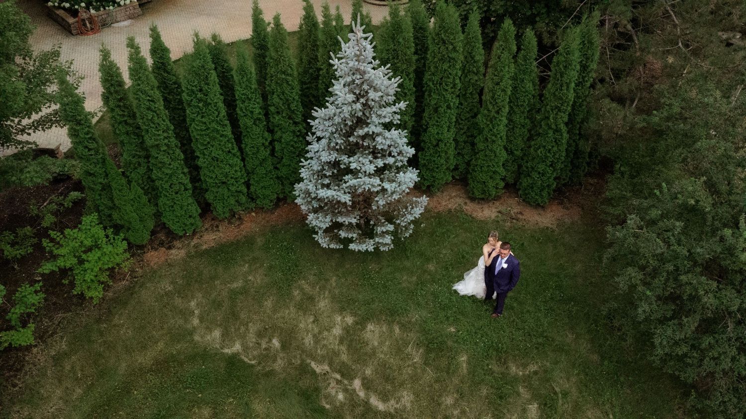 Aerial drone view of bride and groom embracing on green lawn surrounded by tall evergreen trees and a blue spruce.