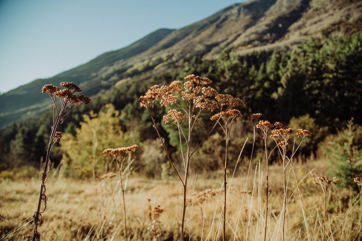 Dried wildflowers with orange blooms stand tall in a golden meadow with forested mountains in the background.