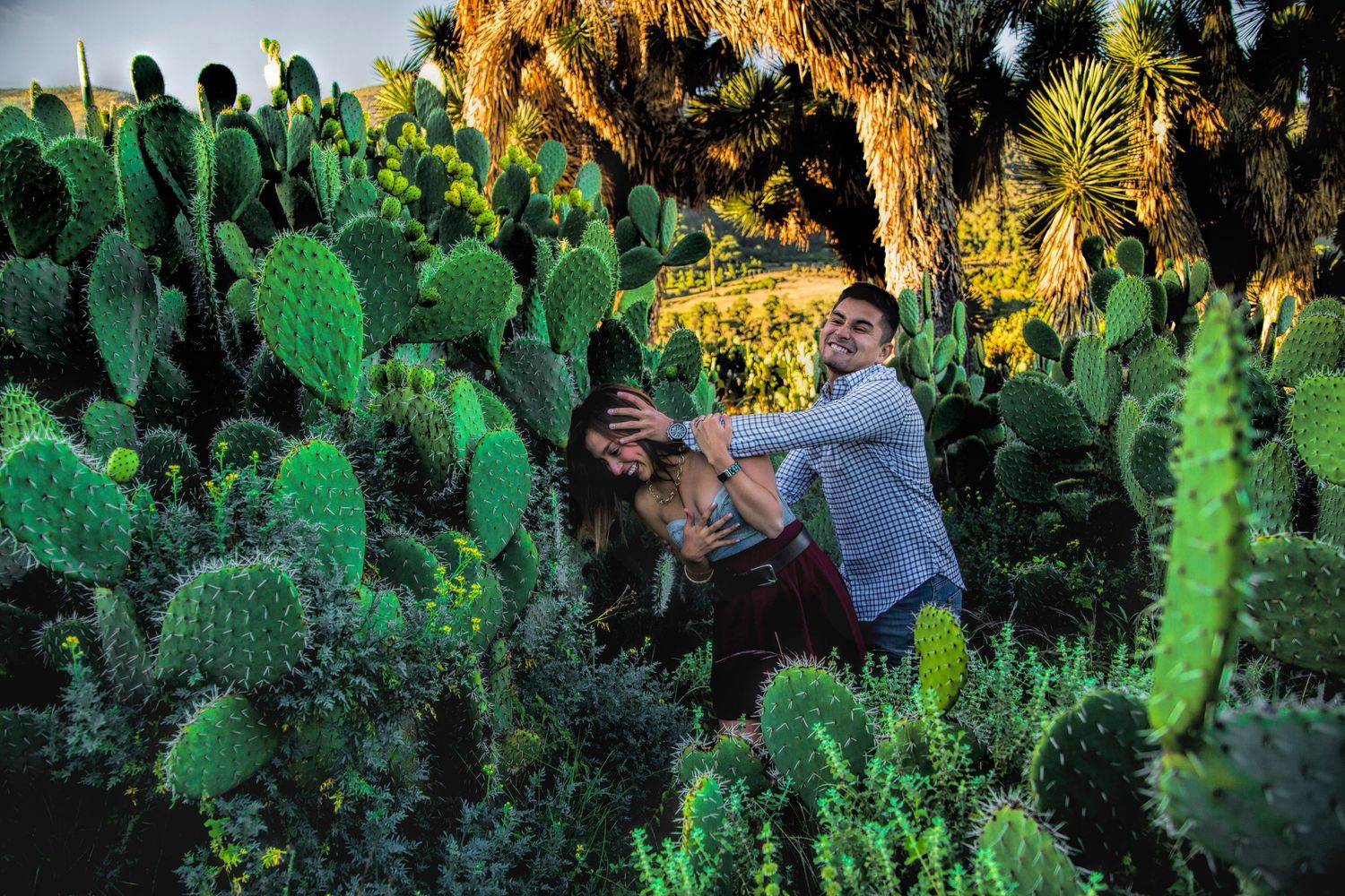 Couple embracing and laughing among vibrant green prickly pear cacti in a sunlit desert garden.