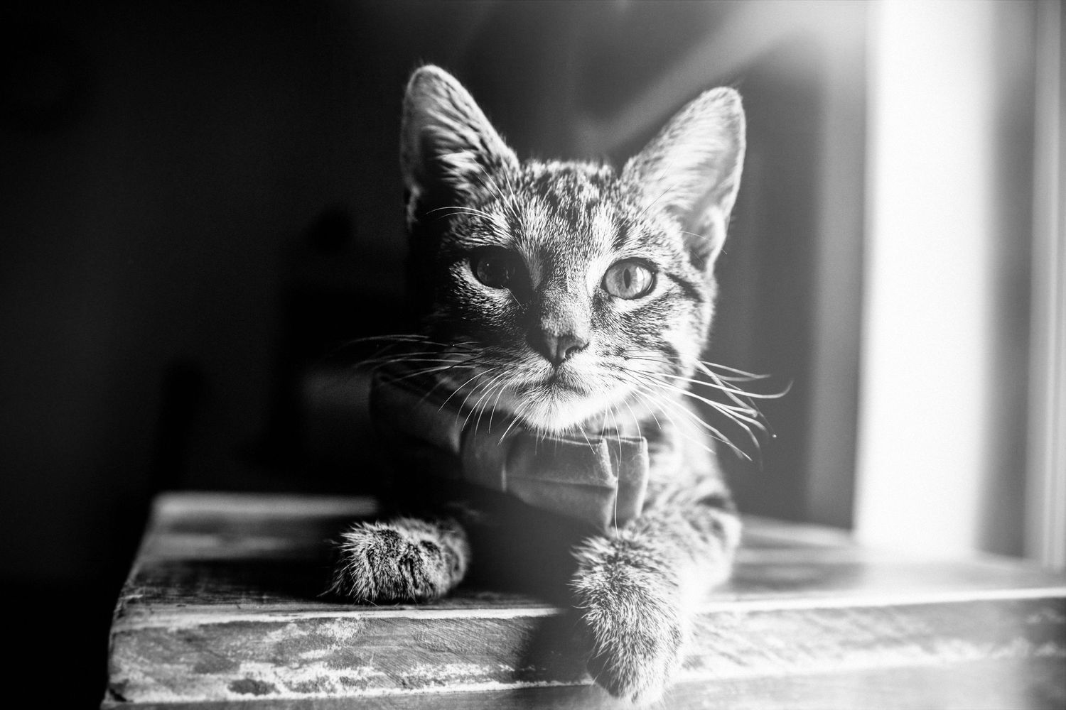 Black and white photo of a curious kitten resting its paws on a wooden surface, gazing forward in soft natural light.