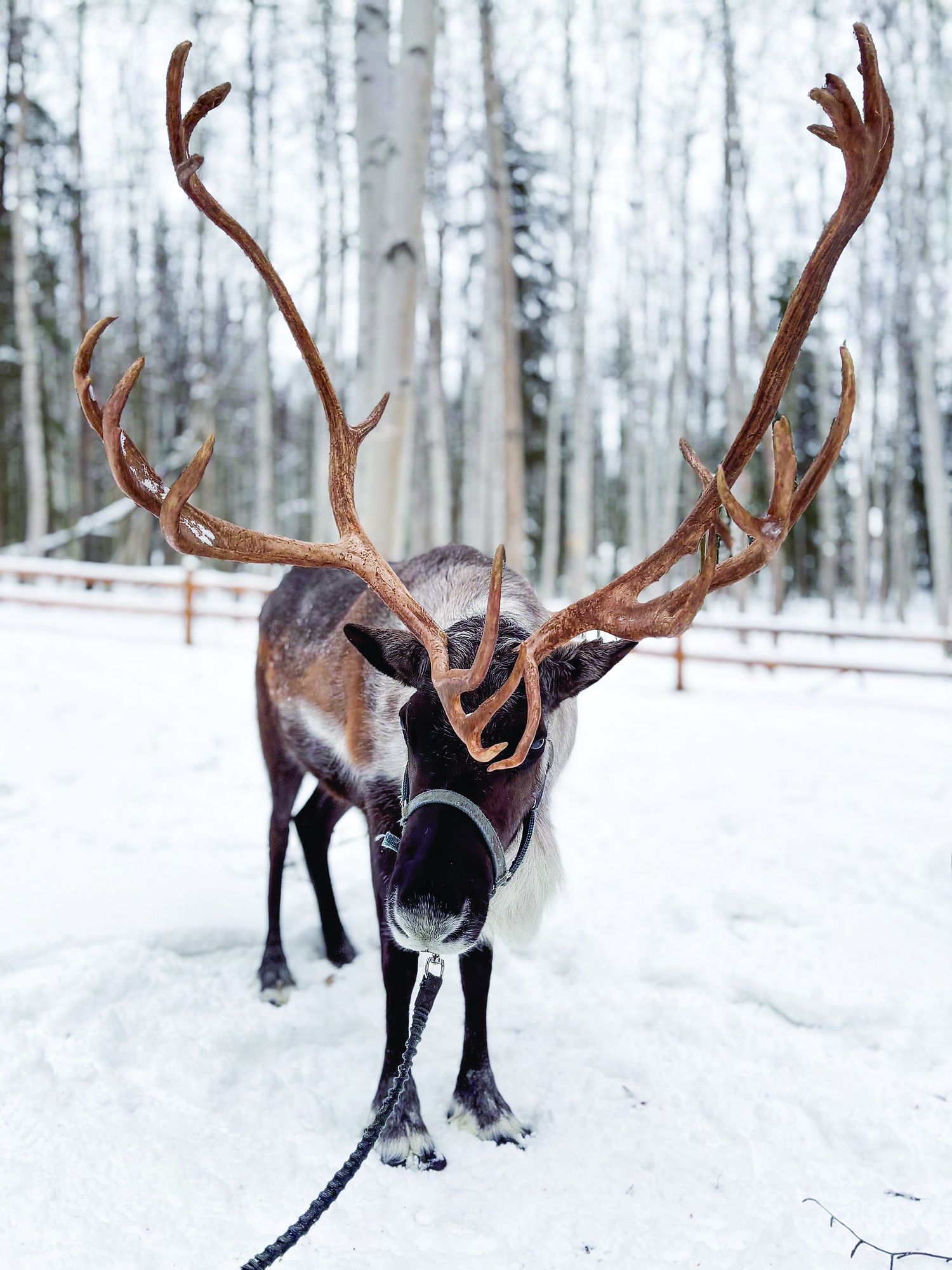 A majestic reindeer with large antlers stands in a snowy winter forest, wearing a harness in a serene outdoor setting.