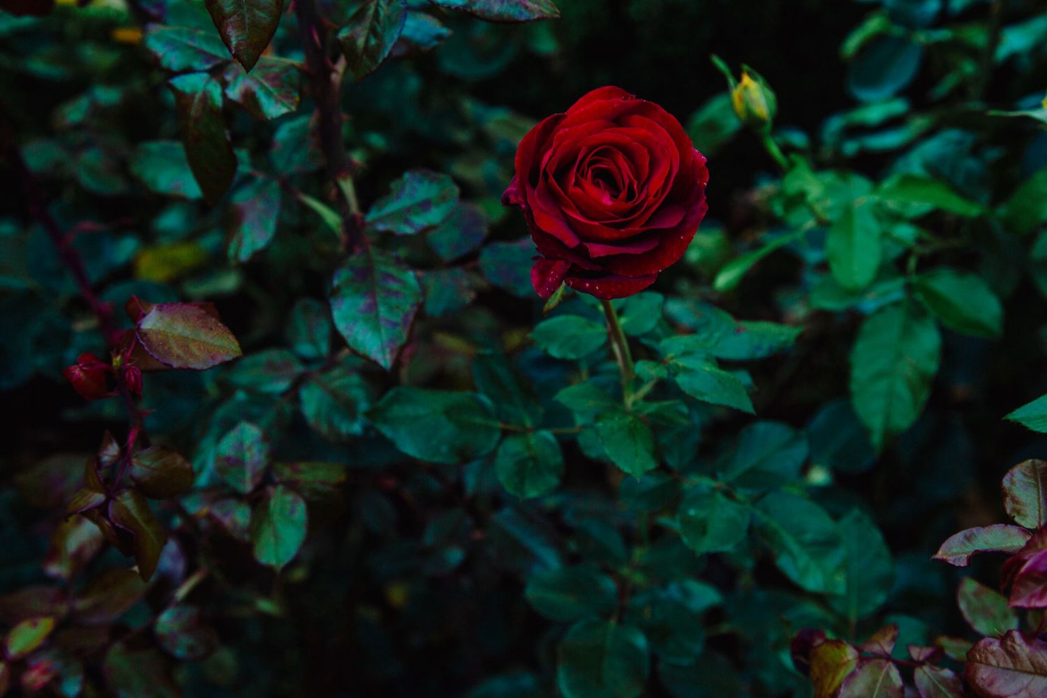 A vibrant red rose in full bloom surrounded by lush dark green leaves in a garden setting.
