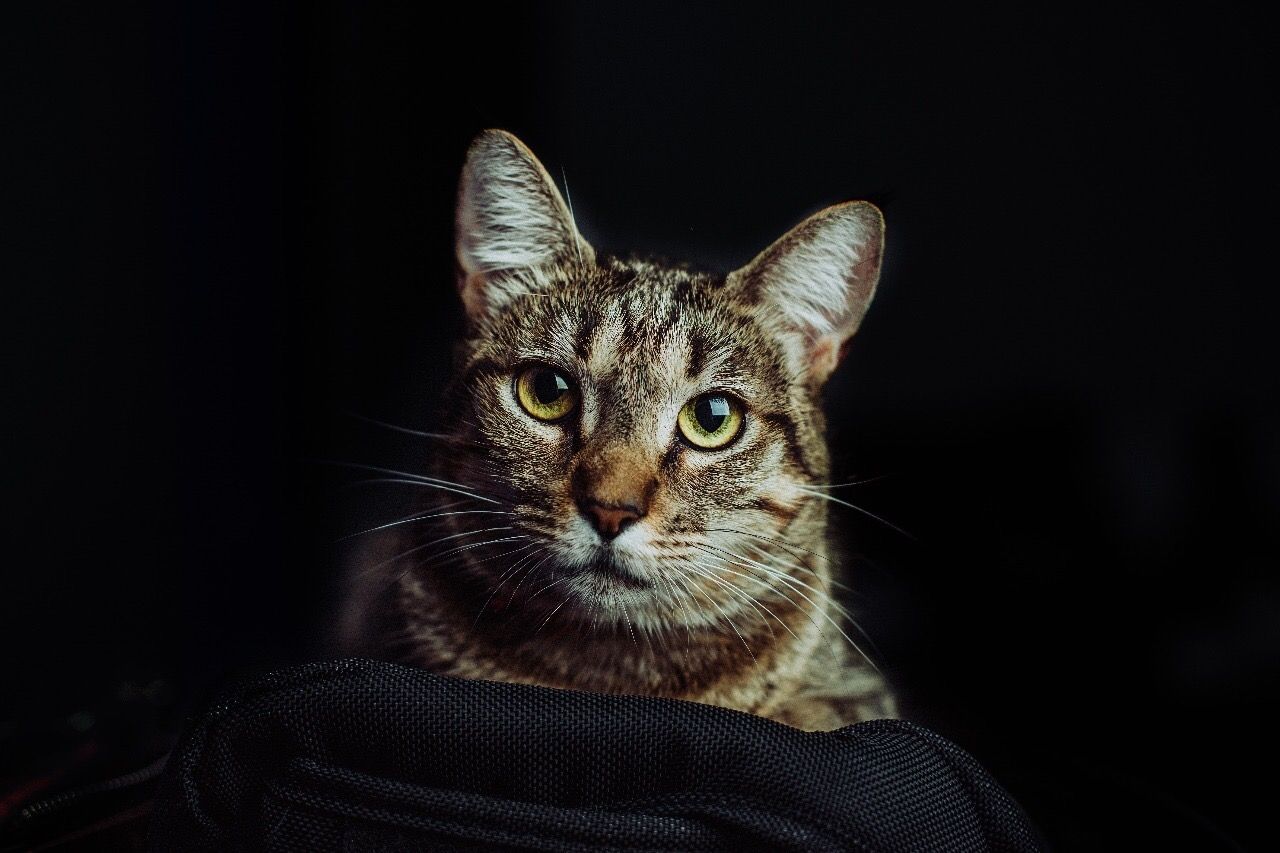 A tabby cat with striking green eyes gazes intently at the camera against a dark dramatic background.