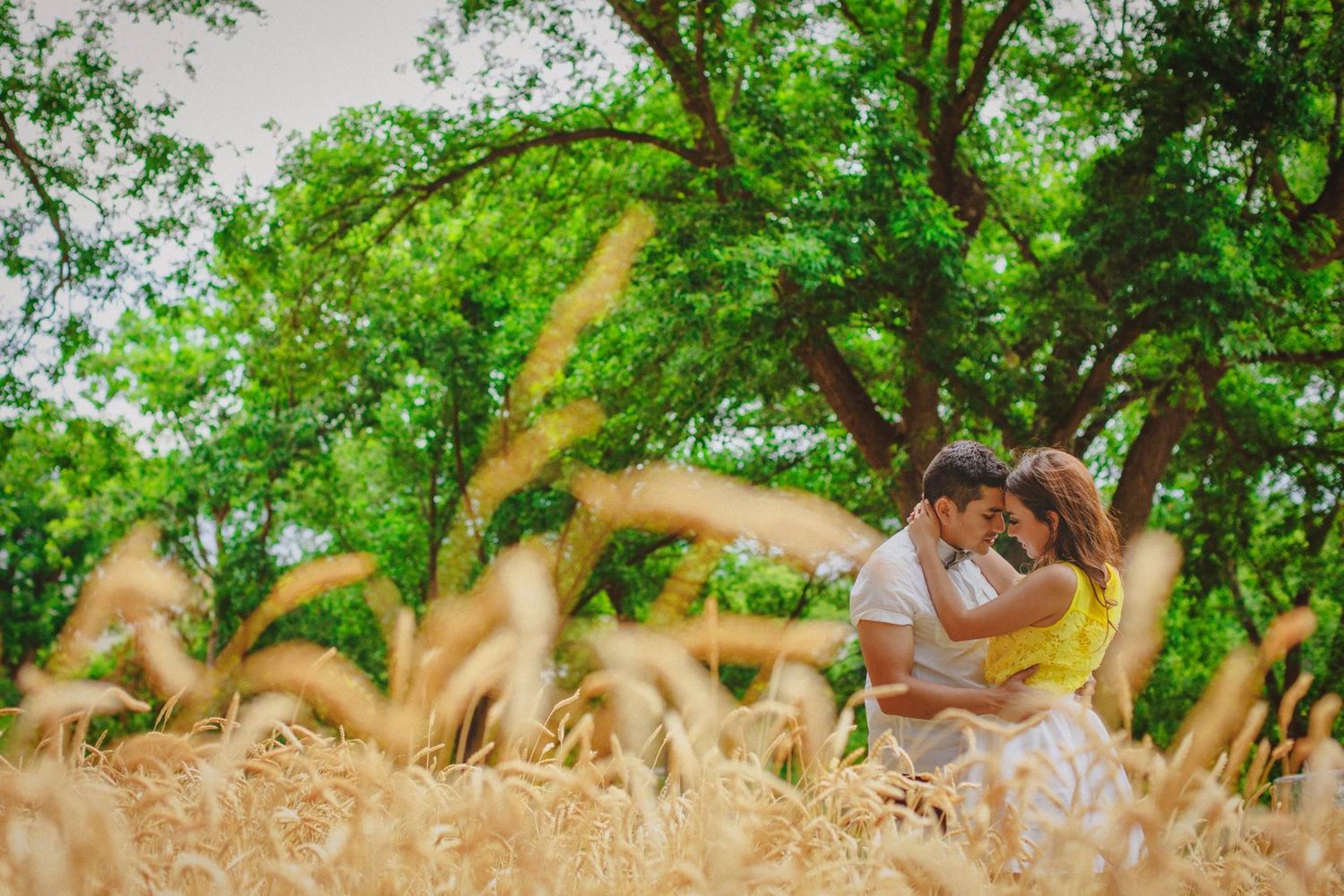 Couple sharing a romantic moment in a golden wheat field surrounded by lush green trees.