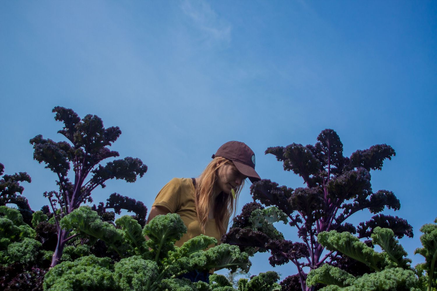 Teahelahn Keithrafferty, 23, Walks through rows of purple and green kale on the Kenyon Farm on Aug. 2017.