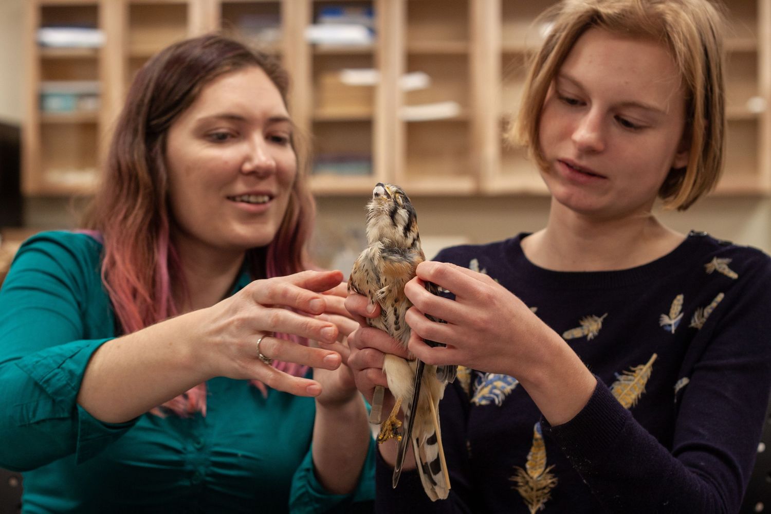 Natalie Wright (left) and Sarah McPeak (right) study a bird specimen to collect data for research. All specimens died of natural causes.