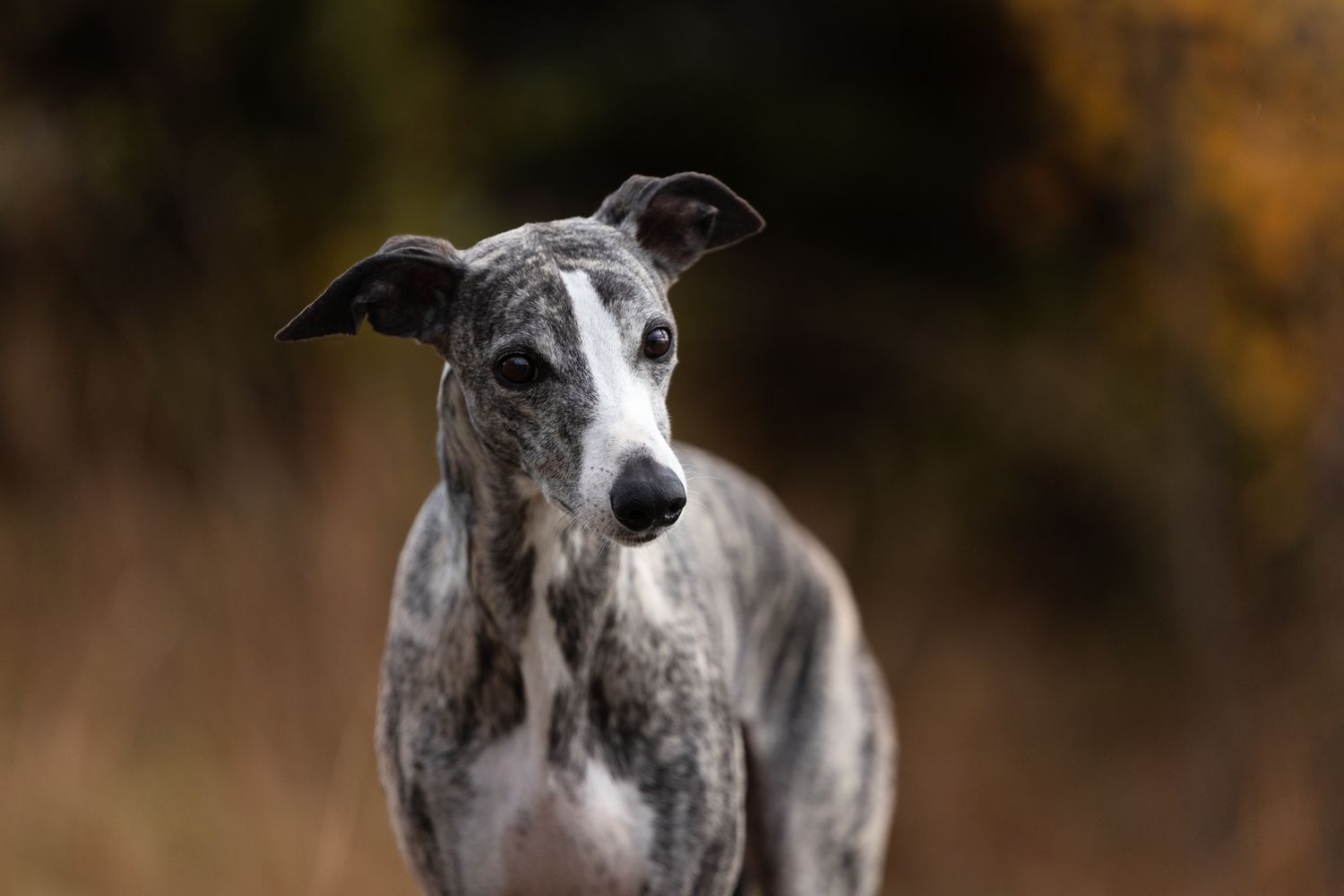 Series of artistic headshots showing a whippet dog's elegant profile against blurred background.
