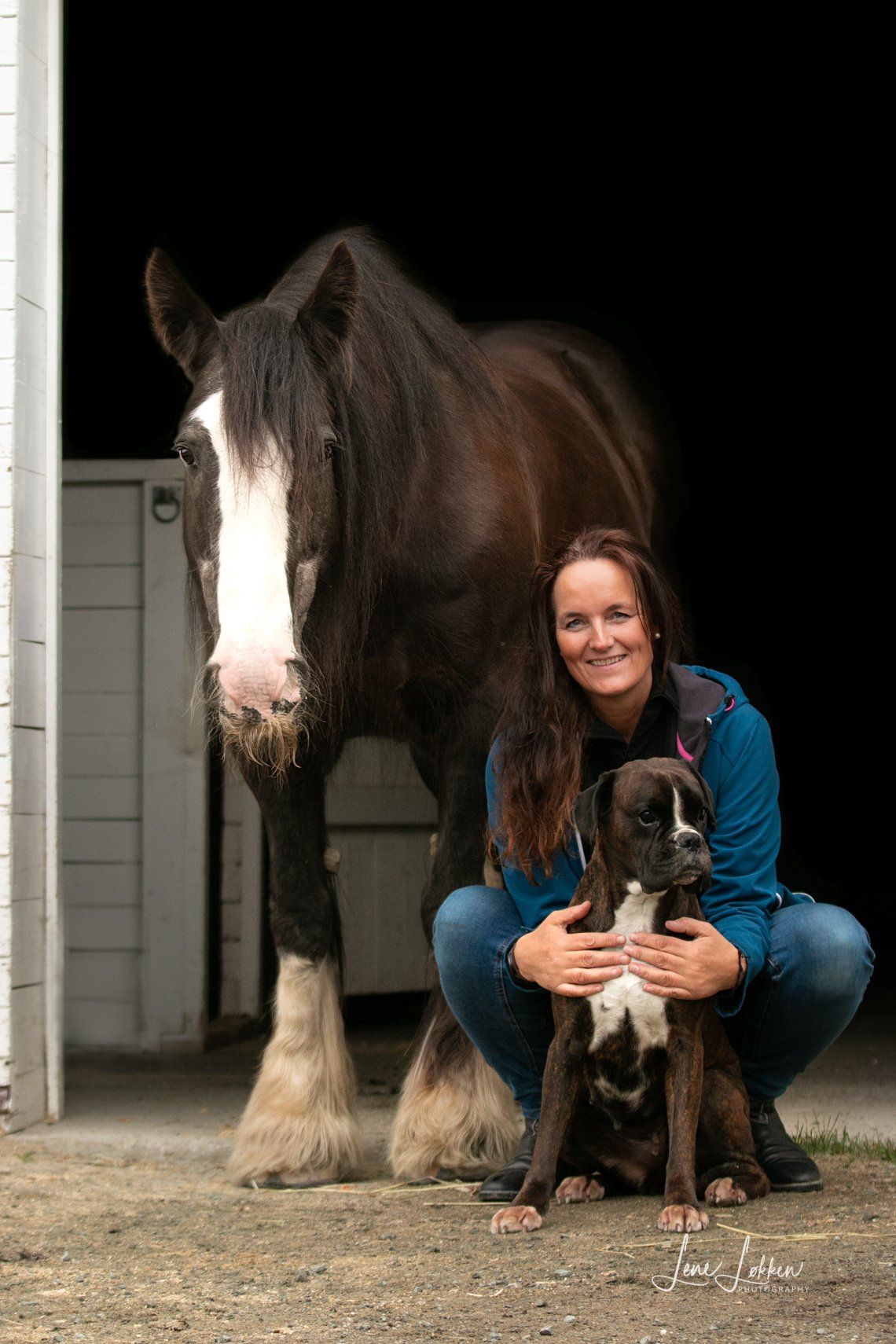 A large Clydesdale horse with white markings stands next to a dog at a stable entrance.