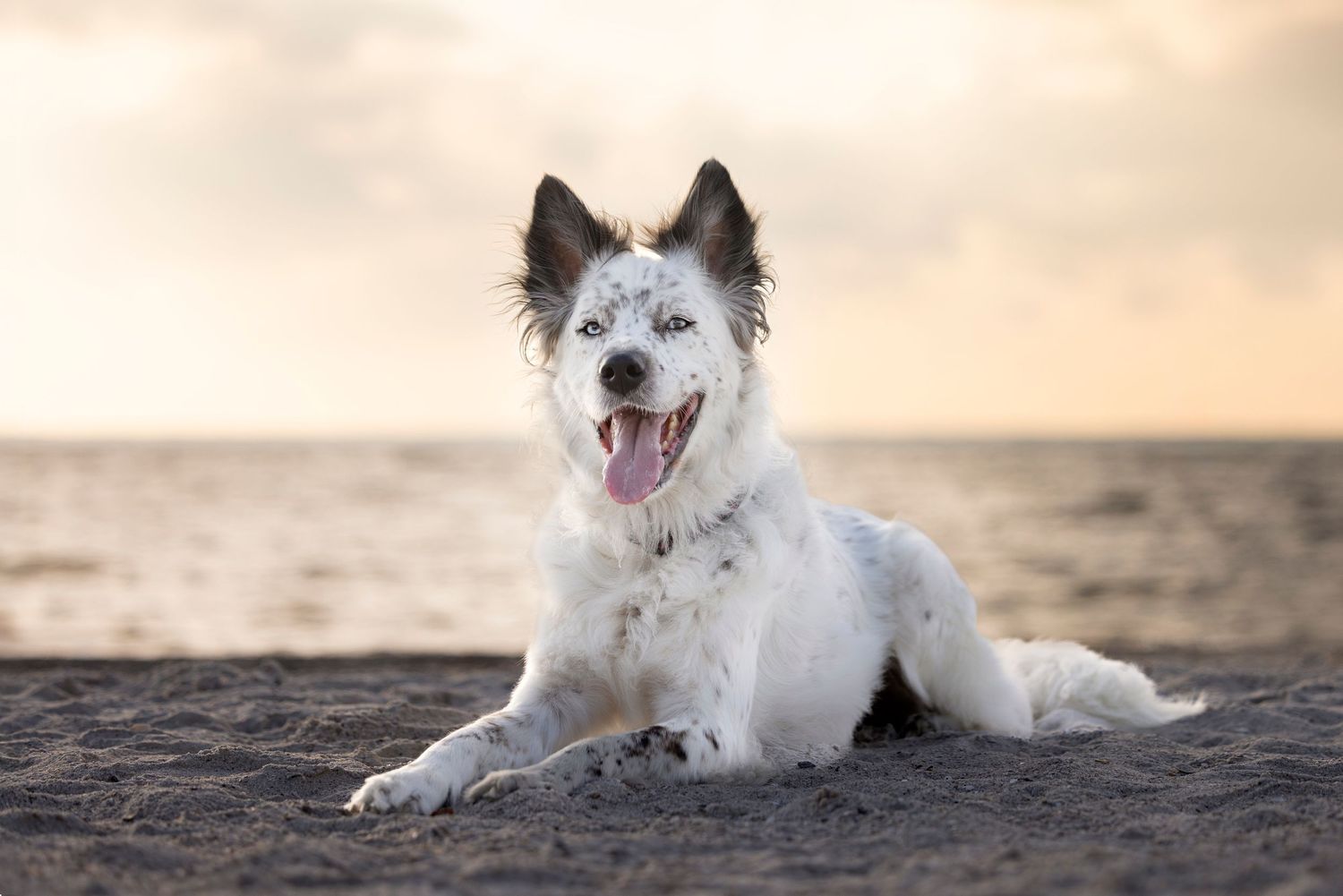 Stunning image of a beautiful deaf dog laying on a peaceful sandy beach, bathed in the warm glow of a breathtaking sunset.