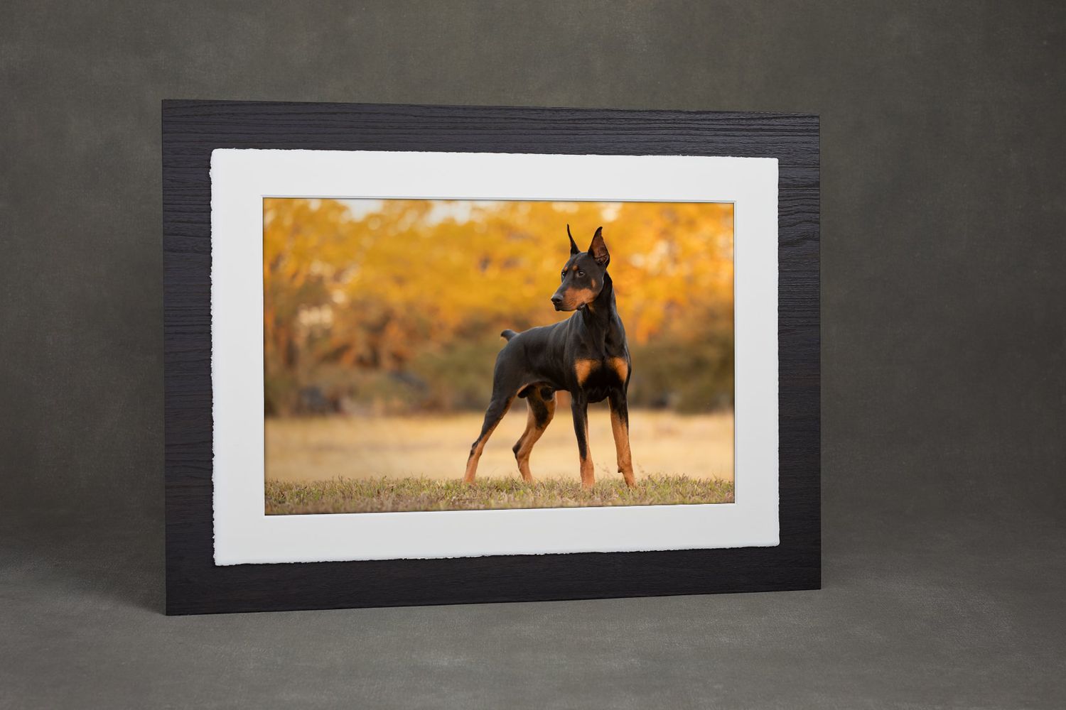 Wall Art showcasing beautiful Doberman in beautiful Tampa Bay, Fine Art Pet Photographer, customized and deeply personalized