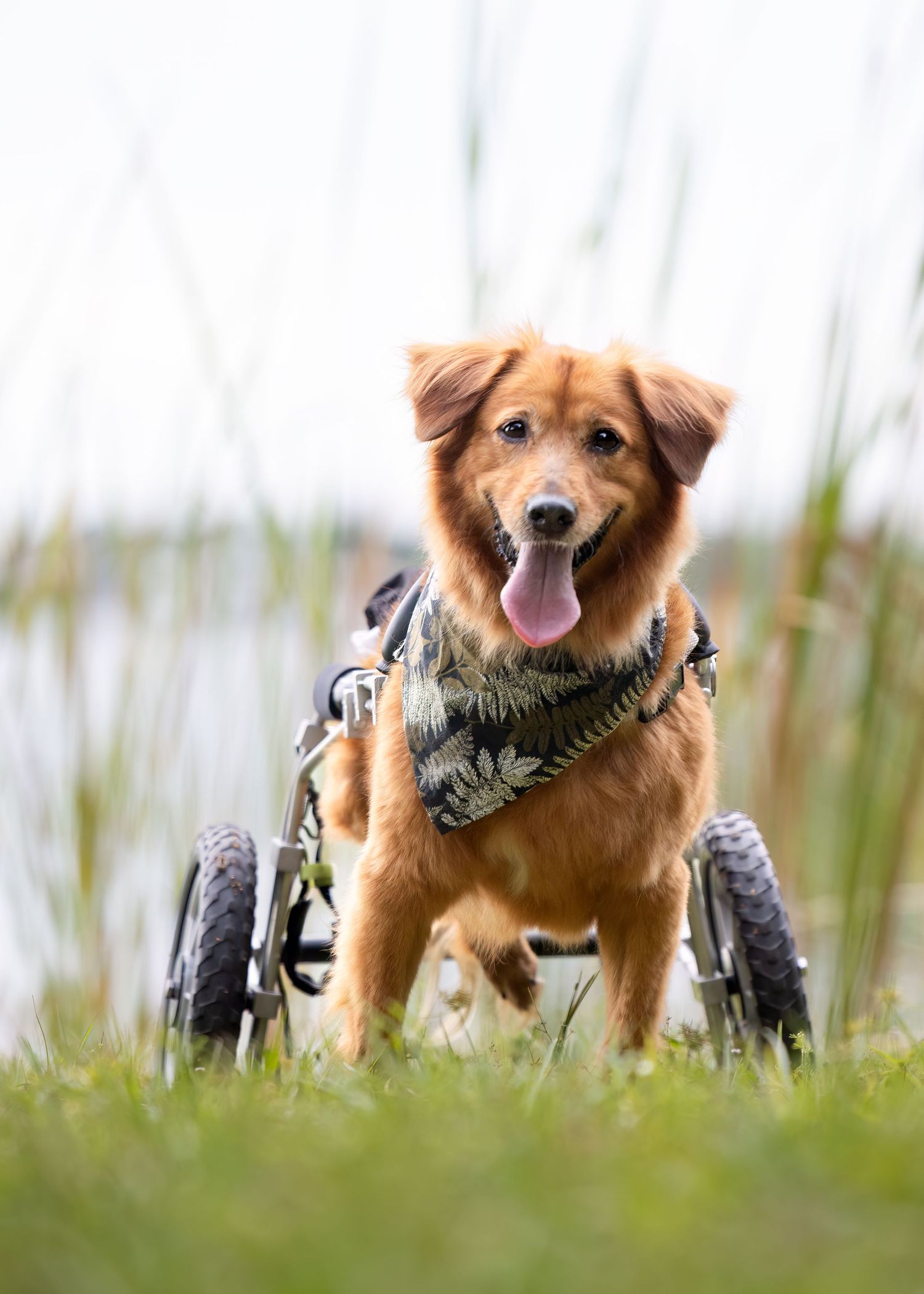 Dog in wheelchair enjoying life in one of our beautiful parks in Tampa Bay, Pet photography, dog photography at John Chesnut Park Tampa