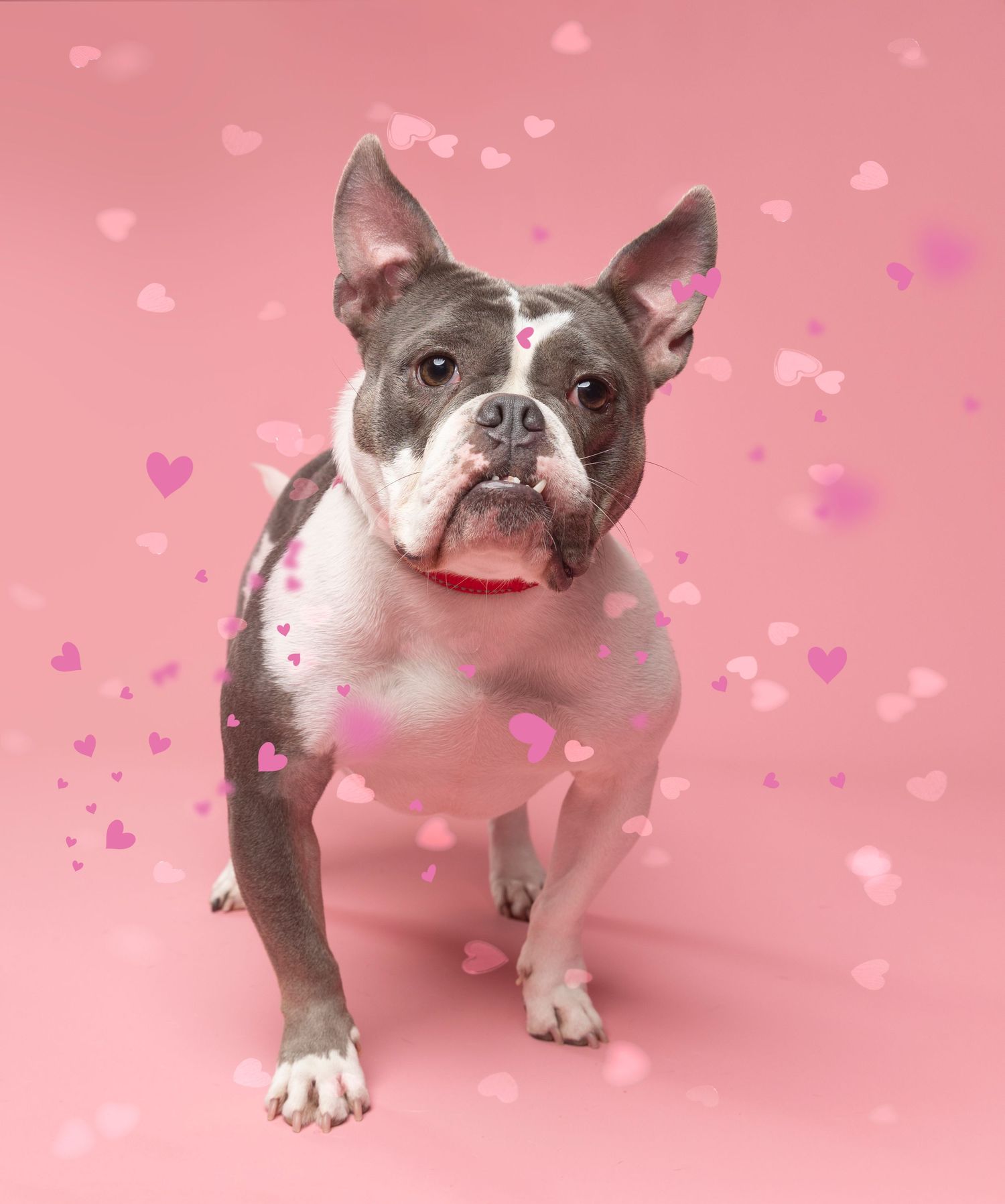 Adorable dog in front of pink backdrop with floating hearts