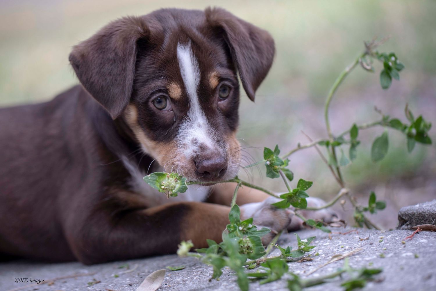 puppy stage for the first year of life, taken for custom wall art, seasonal storytelling for the Tampa Bay area, Fine Art photography
