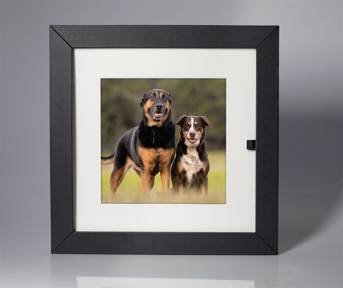 Tampa dog photographer creating fine-art portraits with Italian Reveal Box