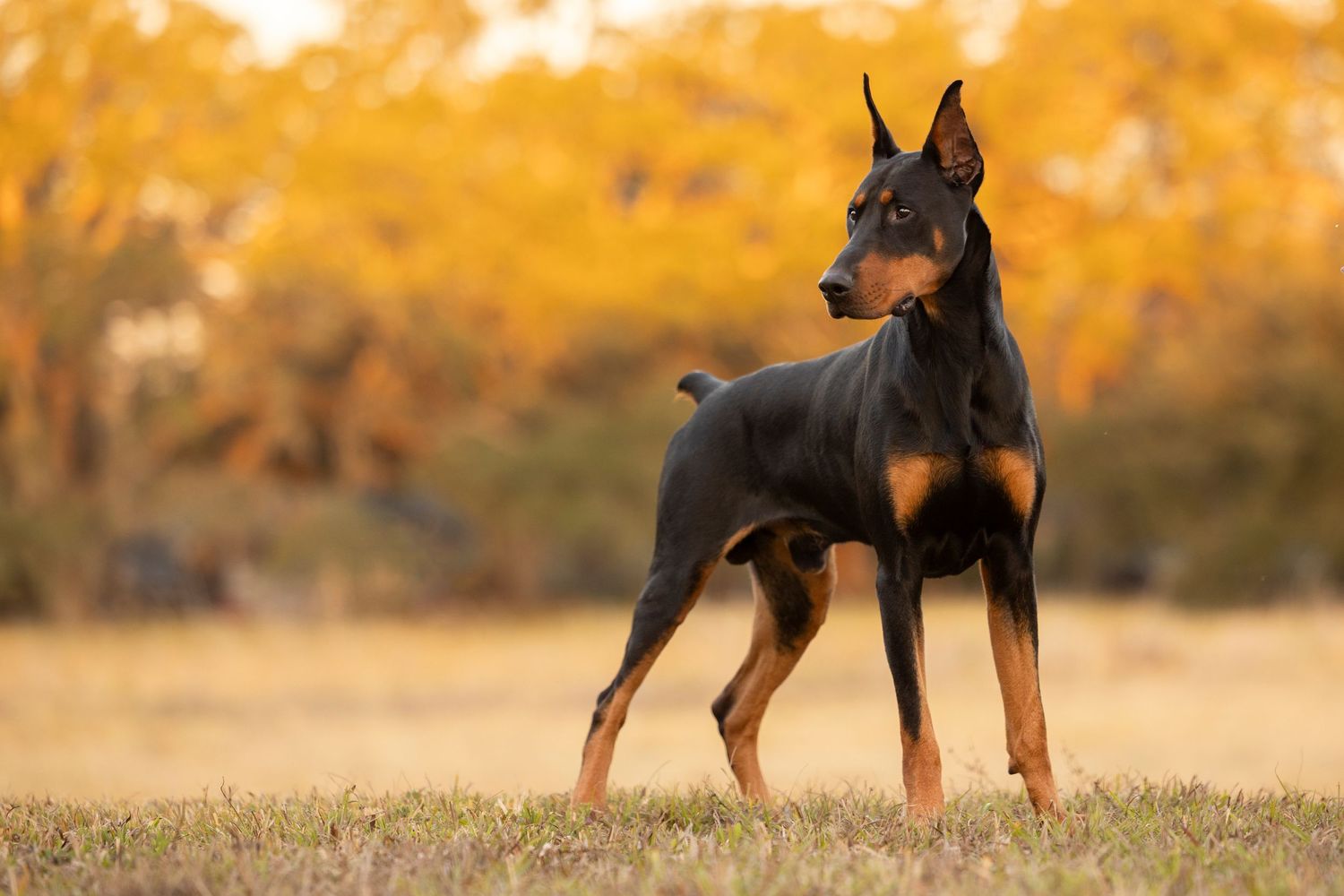 Doberman portrait in Tampa Park at sunset. Soulful image and lasting legacy of your dog.