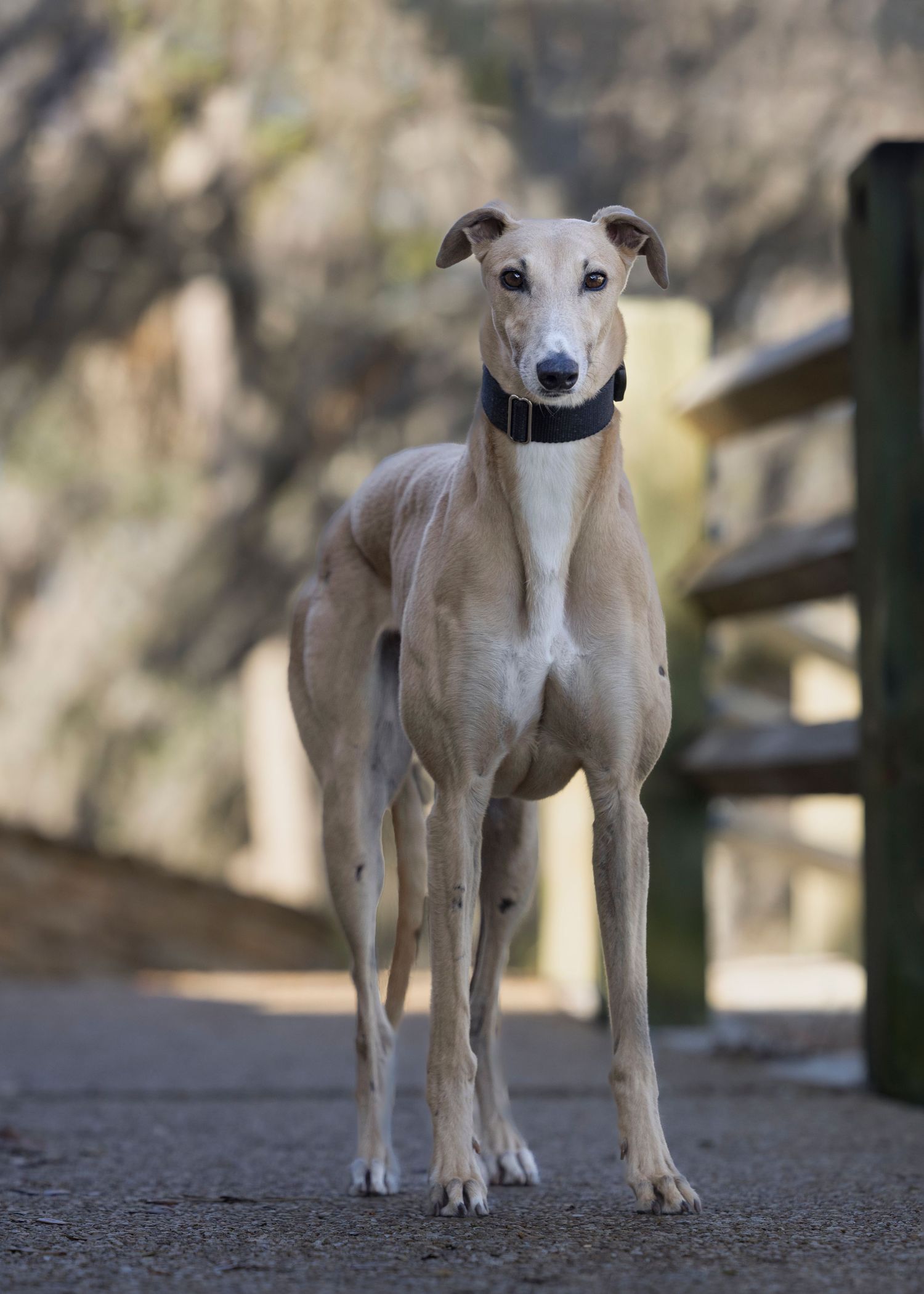 Soulful image of a beautiful greyhound, lovingly gazing towards his owner. beautiful memories for the owner at Philippe Park