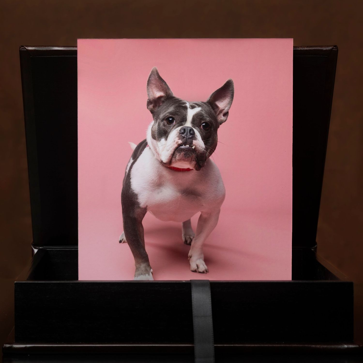 Beautiful memory box alongside a fine art pet portrait, designed to preserve cherished moments and keepsakes in an elegant display.