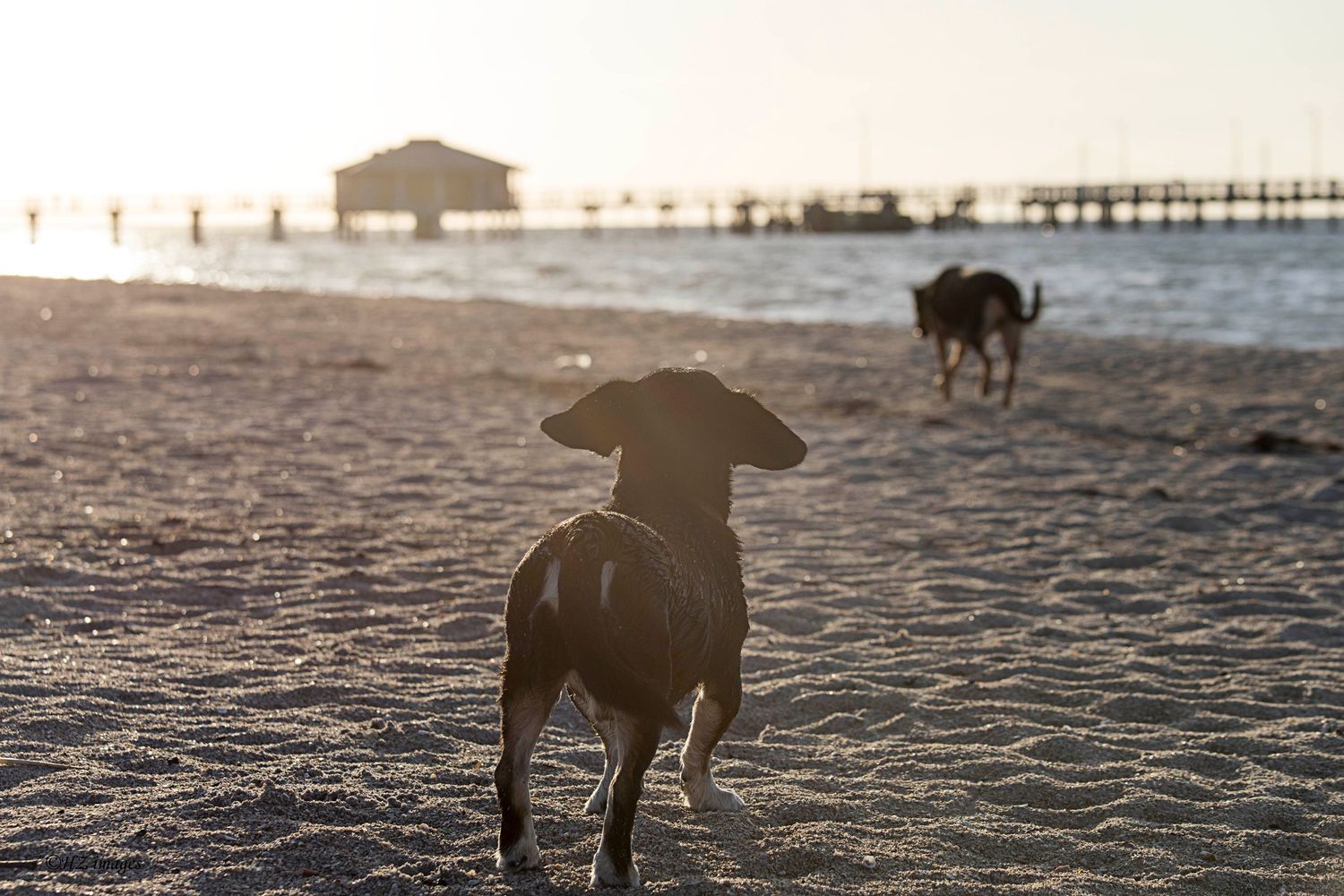 Lifestyle outdoor photography dog on beach looking on at sunrise at Fort Desoto Park St. Petersburg