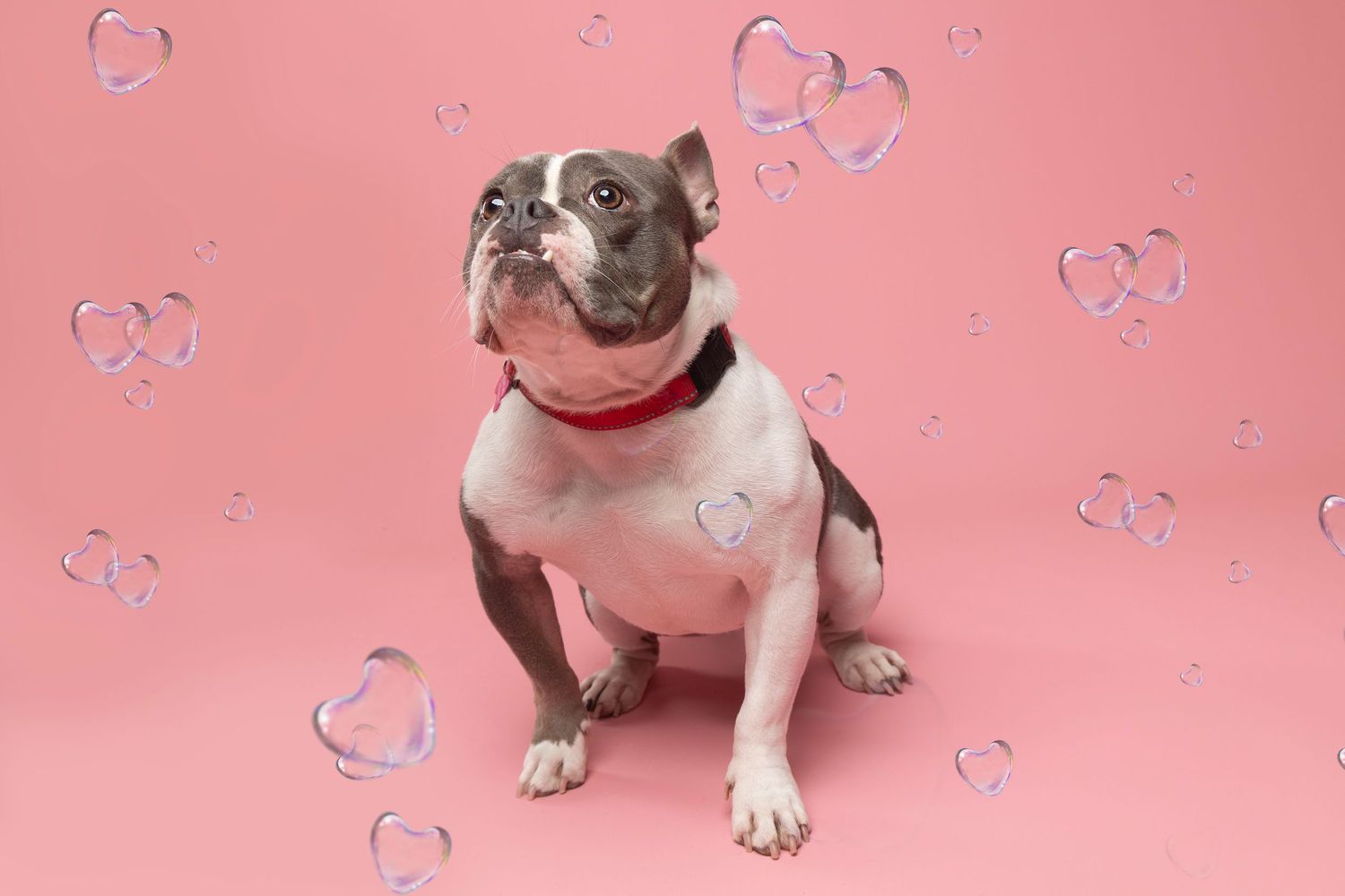 Adorable dog in front of pink backdrop with floating bubble hearts around her.