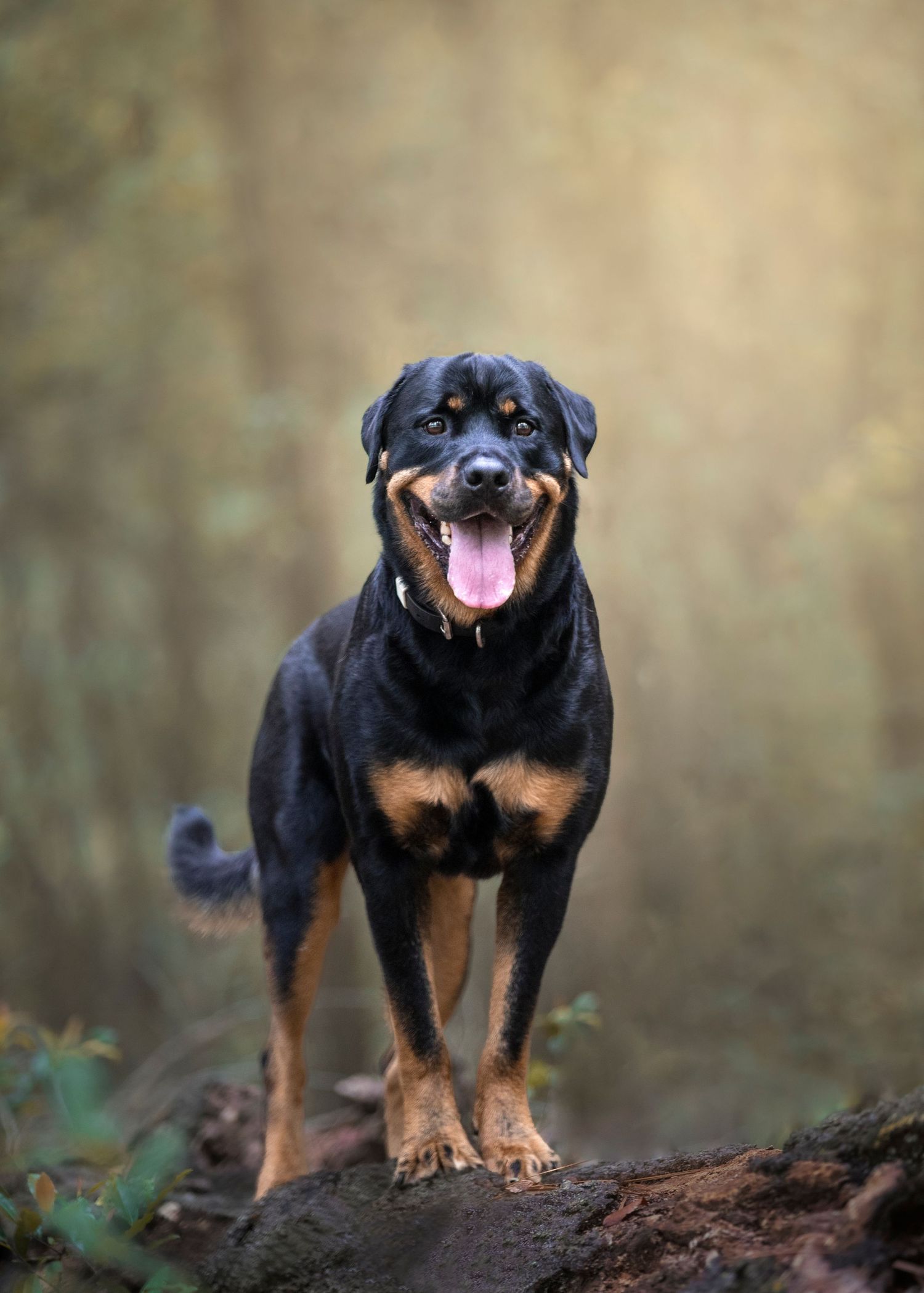 Fine Art portraits outdoors photography at Rowlett Park Tampa with beautiful Rottweiler