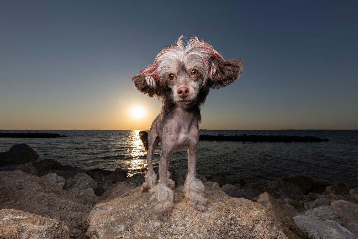 Chinese Crested dog joying the sunset at Apollo Beach, Tampa Area. Wide angle, big sky image.