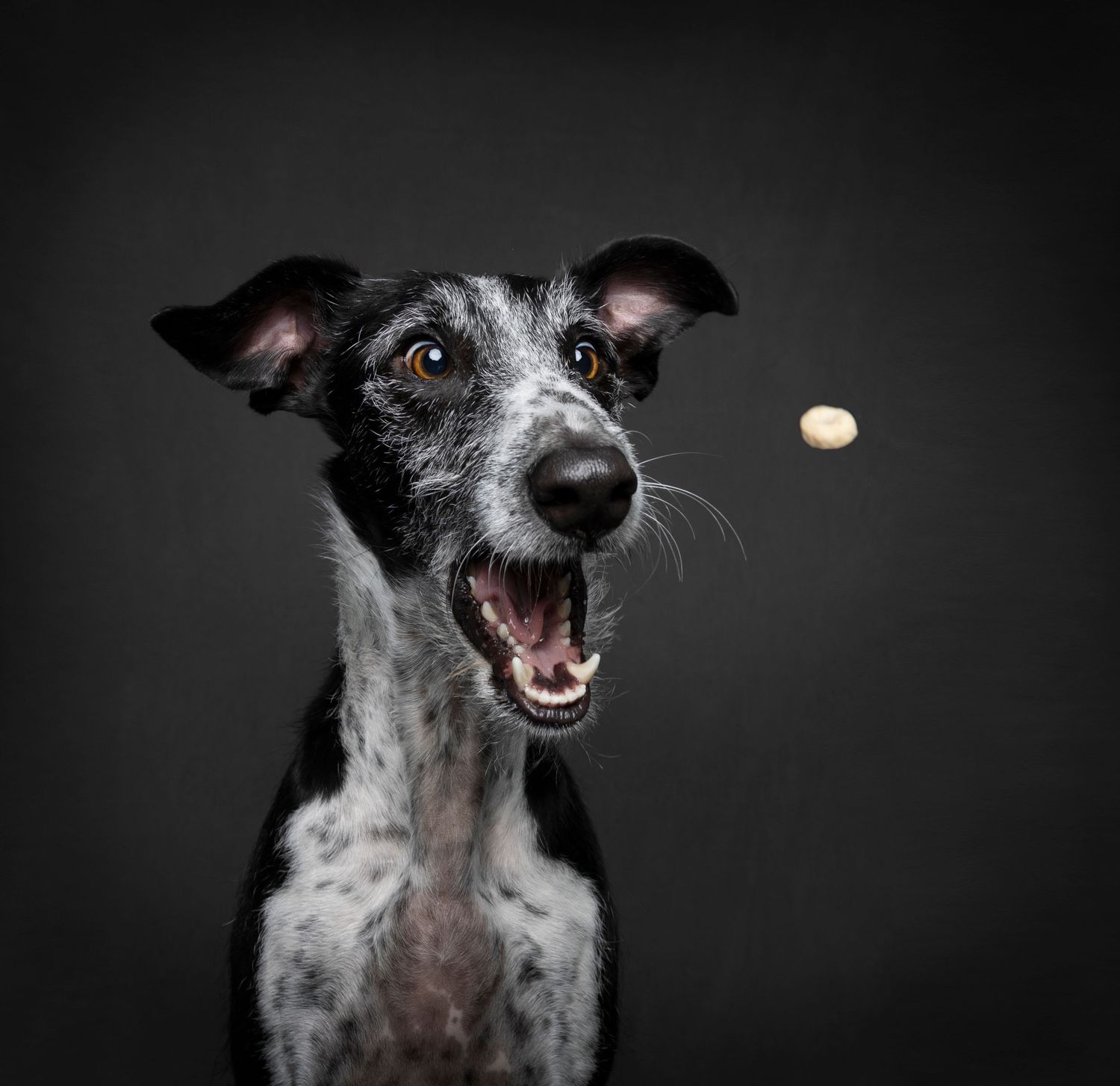 Fine art dog portrait of a Galgo with classic studio lighting, captured by Tampa pet photographer Helgazimages