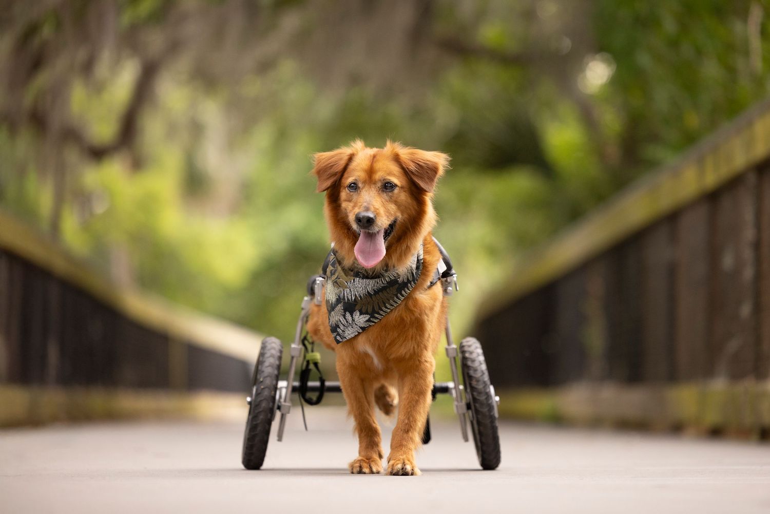 Dog in wheelchair enjoying life in one of our beautiful parks in Tampa Bay, Pet photography, dog photography at John Chesnut Park Tampa,