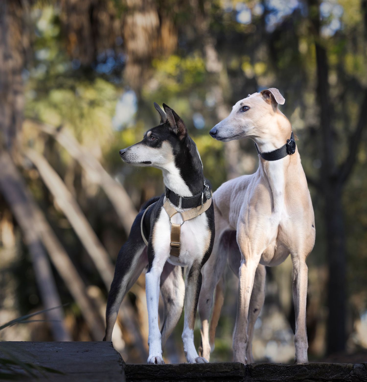 Soulful image of two beautiful greyhounds, lovingly gazing towards his owner. beautiful memories for the owner at Philippe Park