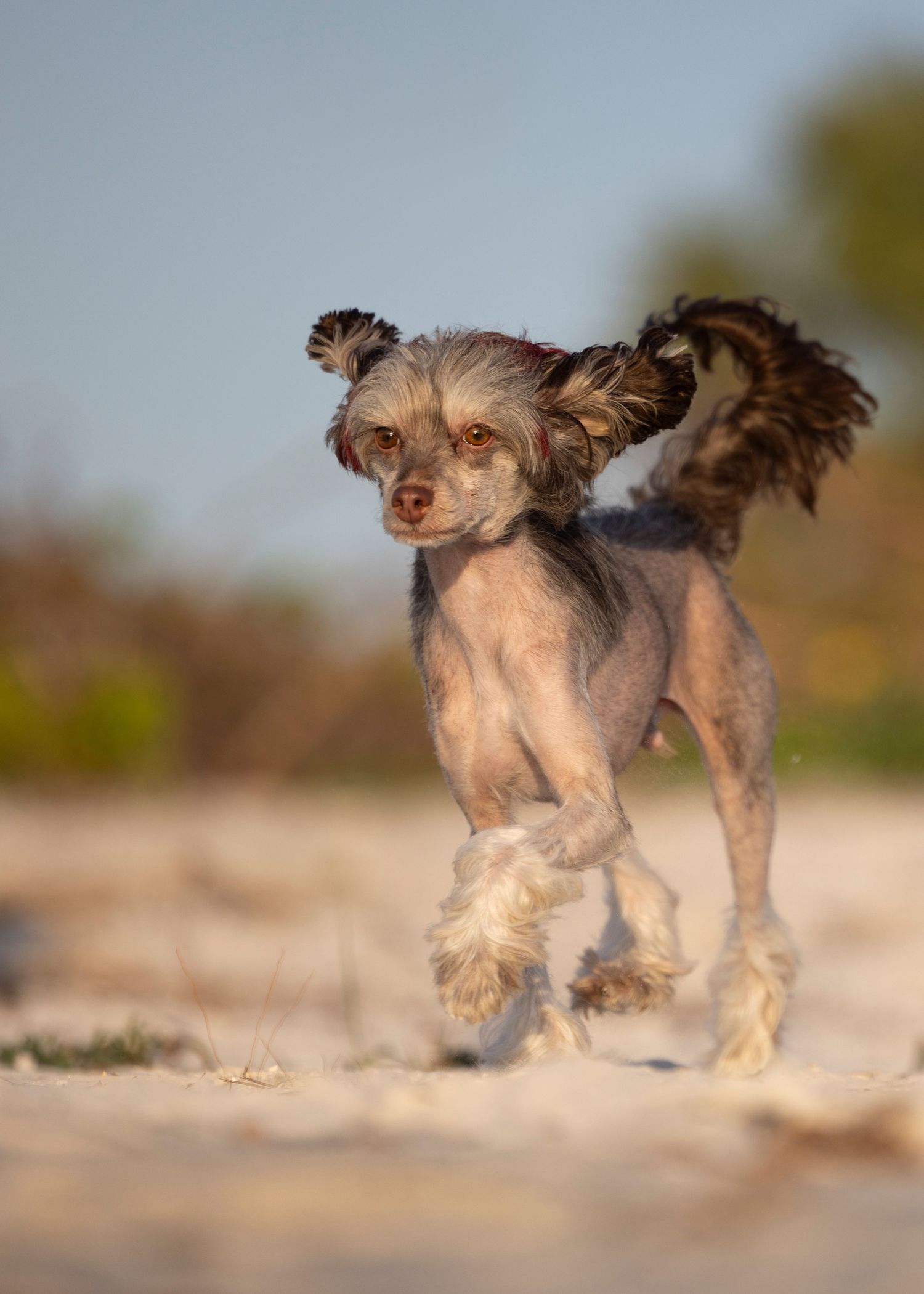 Chinese Crested dog joying the sunset at Apollo Beach, Tampa Area. Wide angle, big sky image.