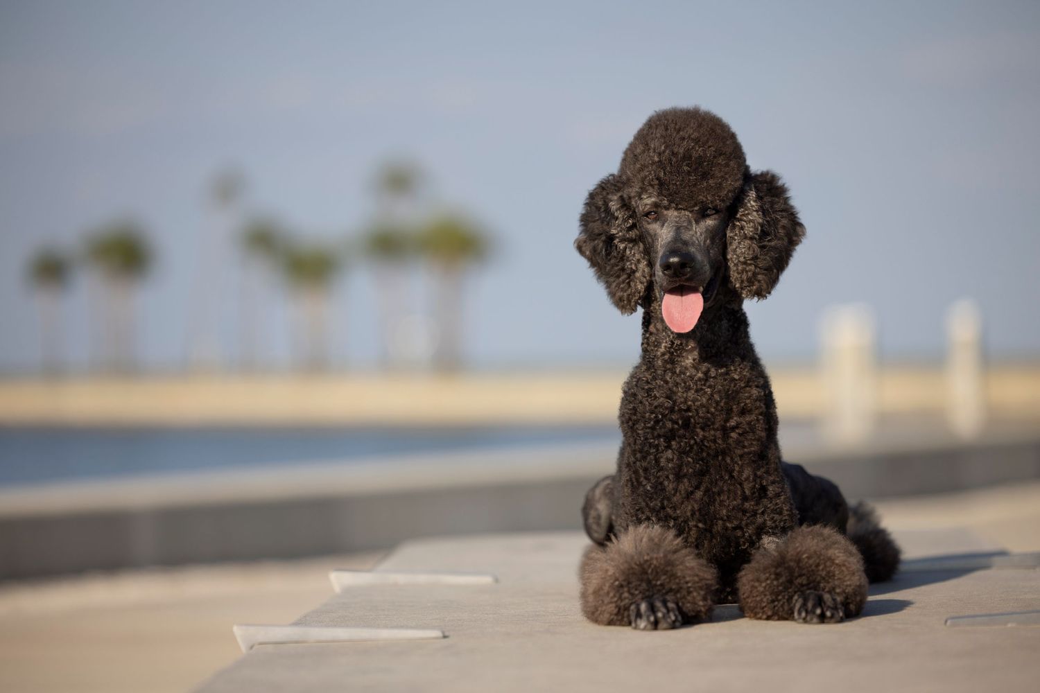 Standard Poodle showcasing beautiful St. Pete Pier, beautiful sunny day, lasting memory for dog owners who see their pets as family.