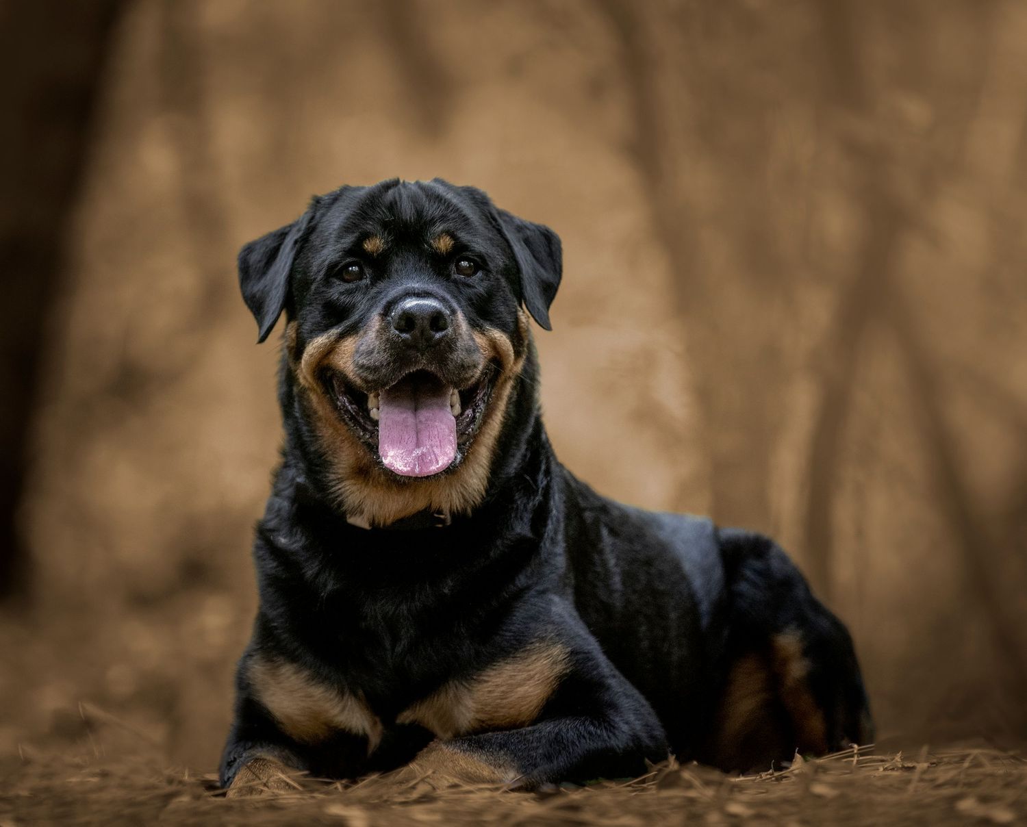 Fine Art portraits outdoors photography at Rowlett Park Tampa with beautiful Rottweiler