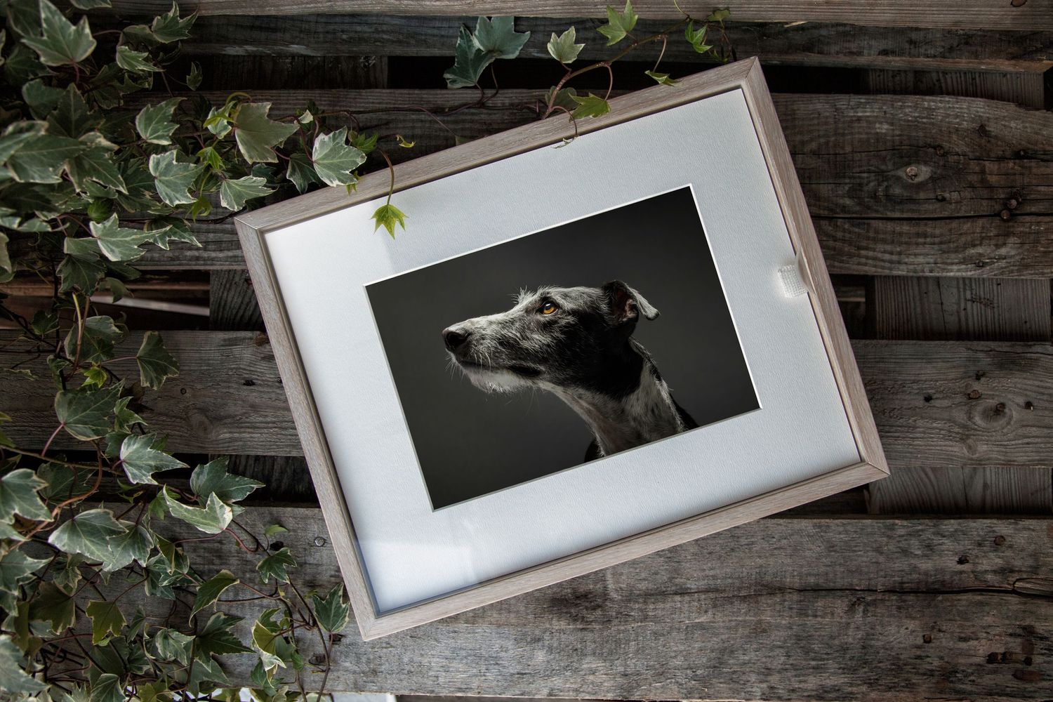 Folio Box for beloved pet - matted prints for dog owners who consider their dogs family. Lasting heirloom, fine Art display.
