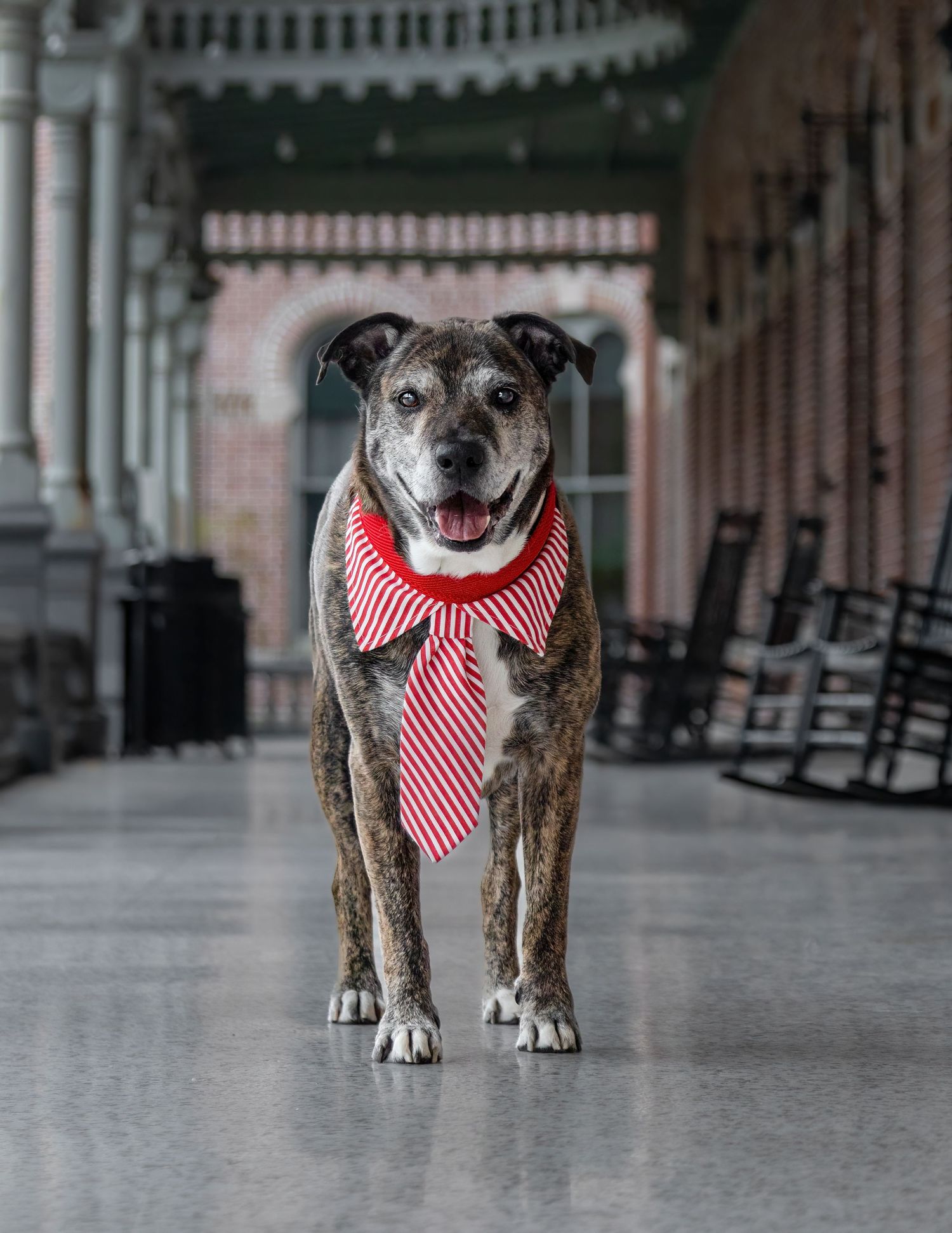 Fine Art Outdoors pet, cat, dog photographer/photography in Tampa, Florida - senior dog looking on at University of Tampa