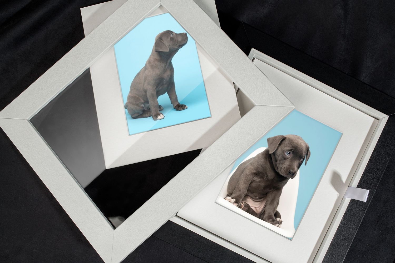 Tampa dog photographer creating fine-art portraits with Italian Reveal Box