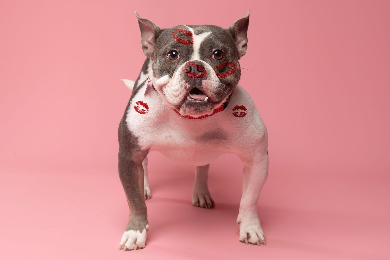Adorable dog in front of pink backdrop with lipstick kisses on her