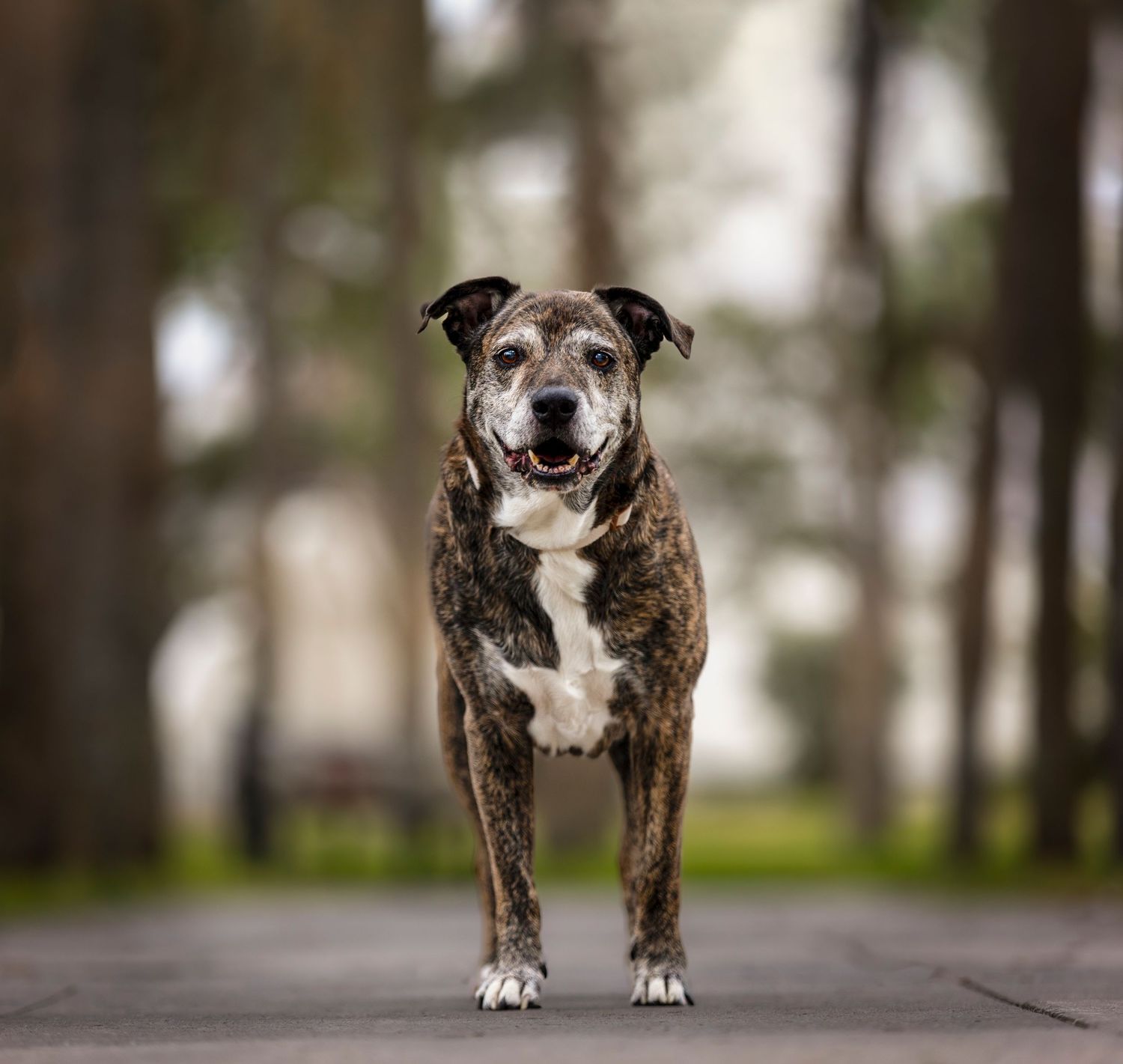 Fine Art Outdoors pet, cat, dog photographer/photography in Tampa, Florida - senior dog at Plant Park Tampa